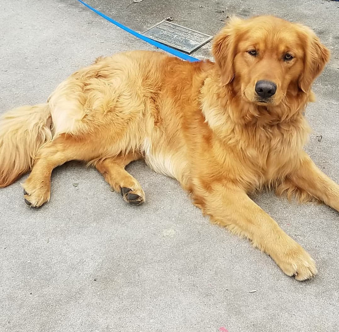 PennySaver | Golden retriever puppies AKC in Sacramento ...