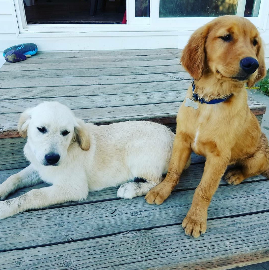Pennysaver Golden Retriever Puppies Akc In Sacramento California Usa