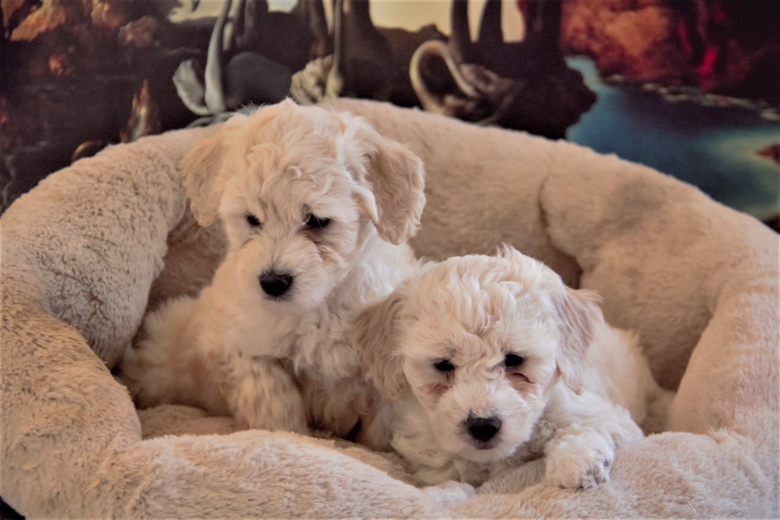 PennySaver | Maltipoo PUPPIES- CUTE AND LOVEABLE in California USA