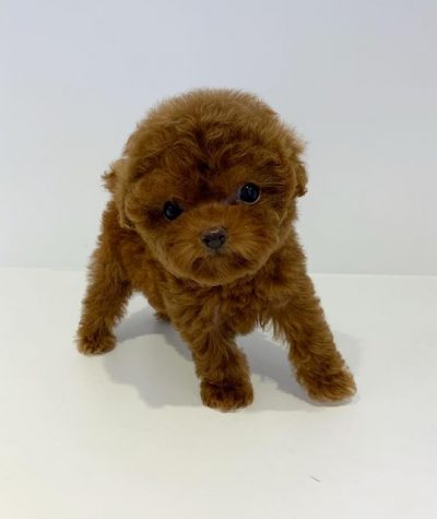 Toy Poodle puppies.