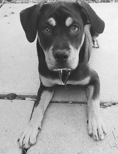 GUARANTEED Results Dog Training!