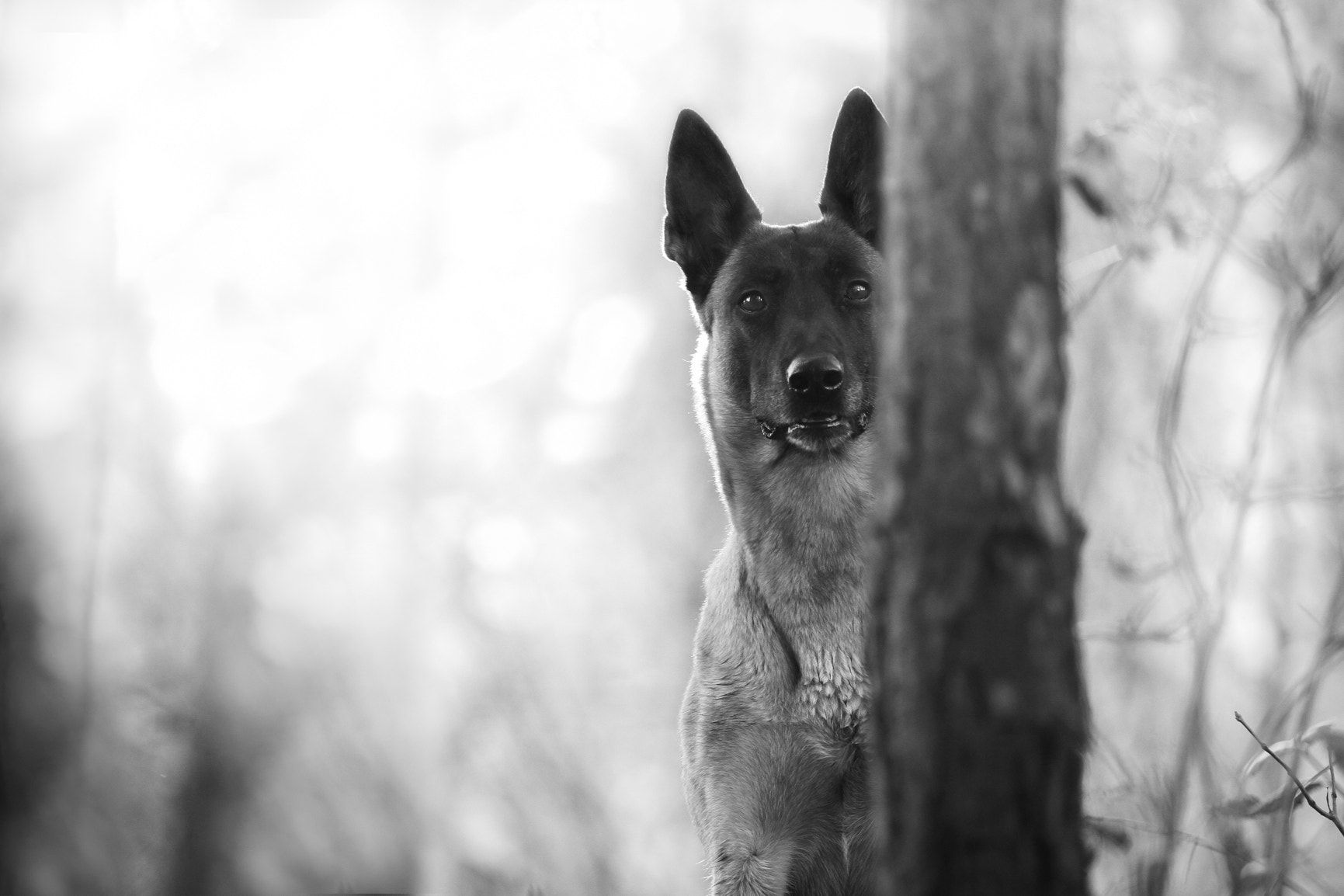 GUARANTEED Results Dog Training!