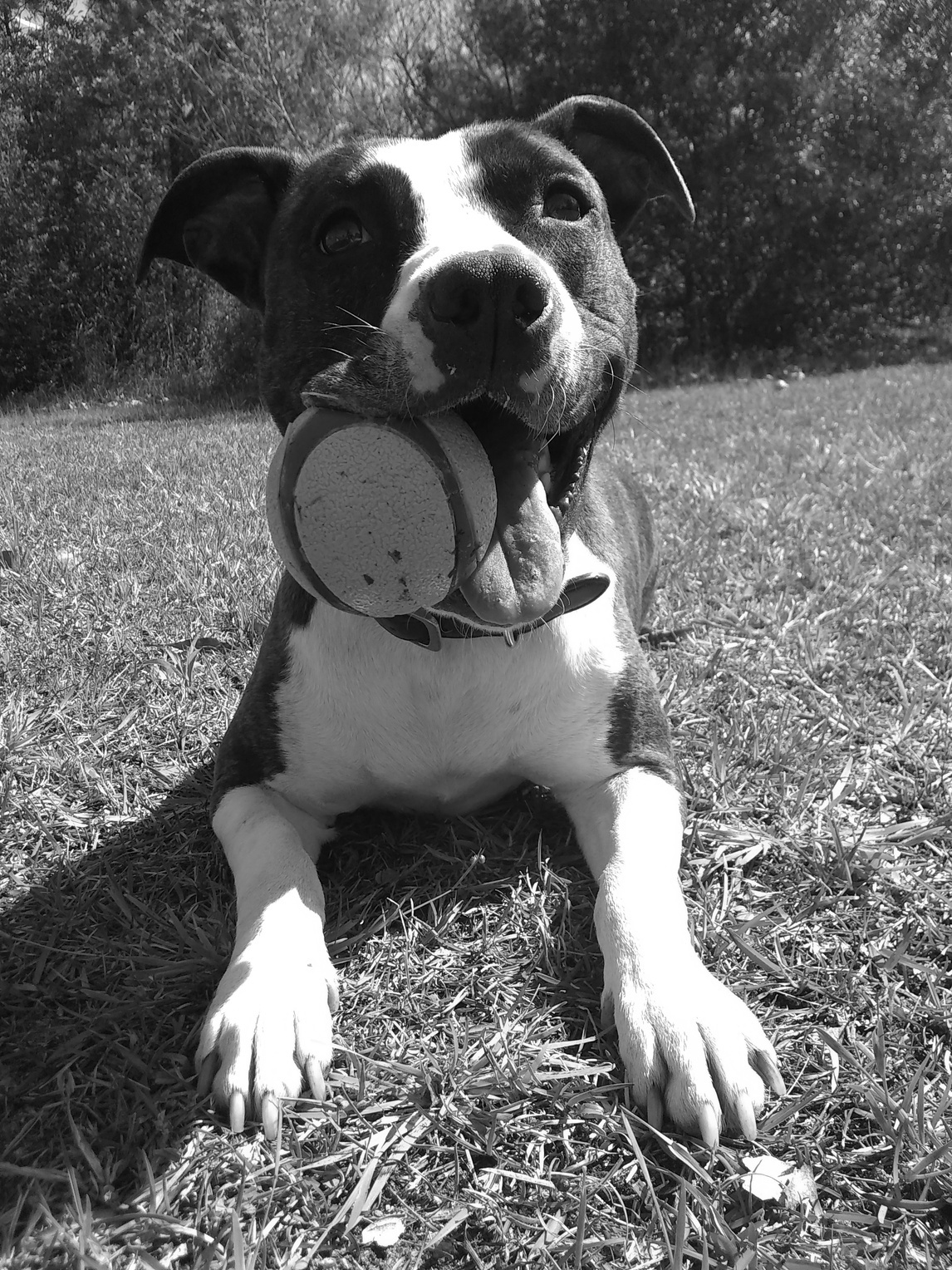 GUARANTEED Results Dog Training!