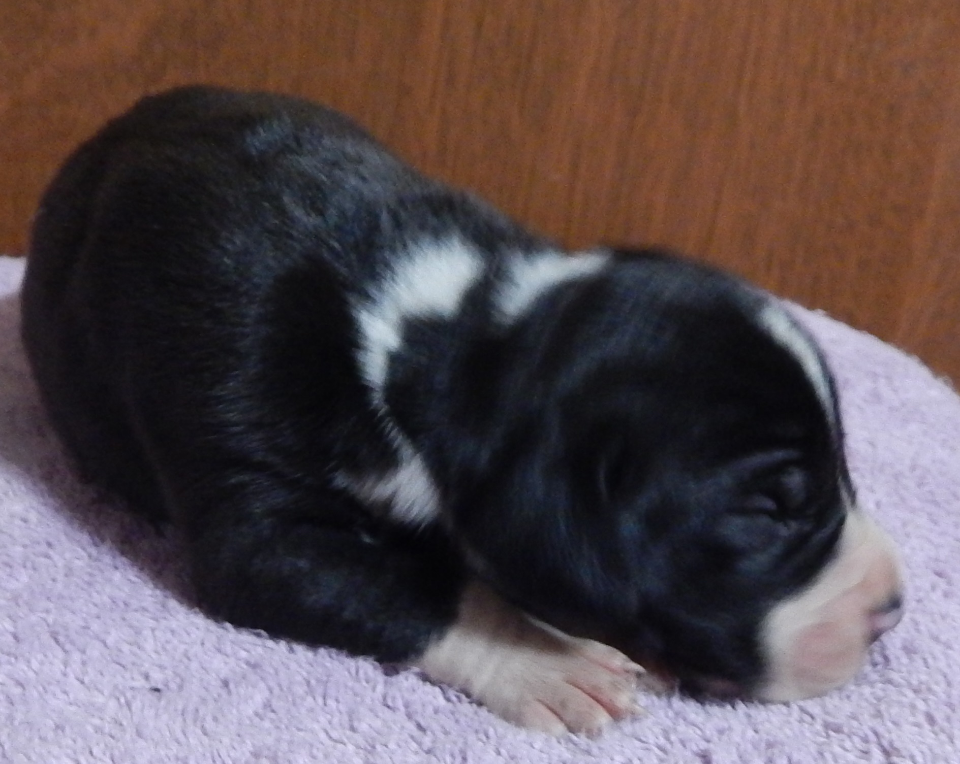 Pennysaver Great Dane Pups In Greene Pennsylvania Usa