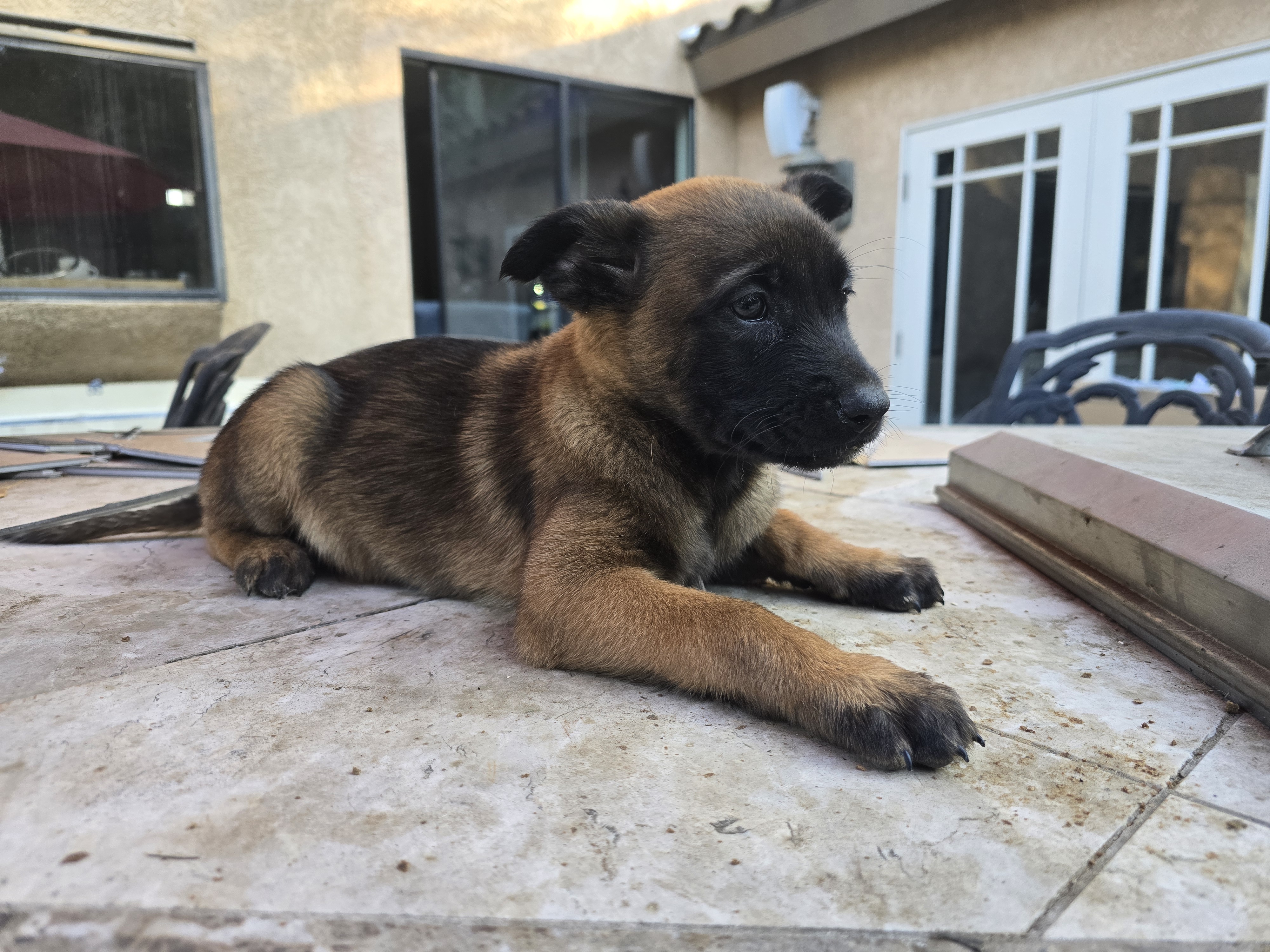 Belgian Malinois Puppies