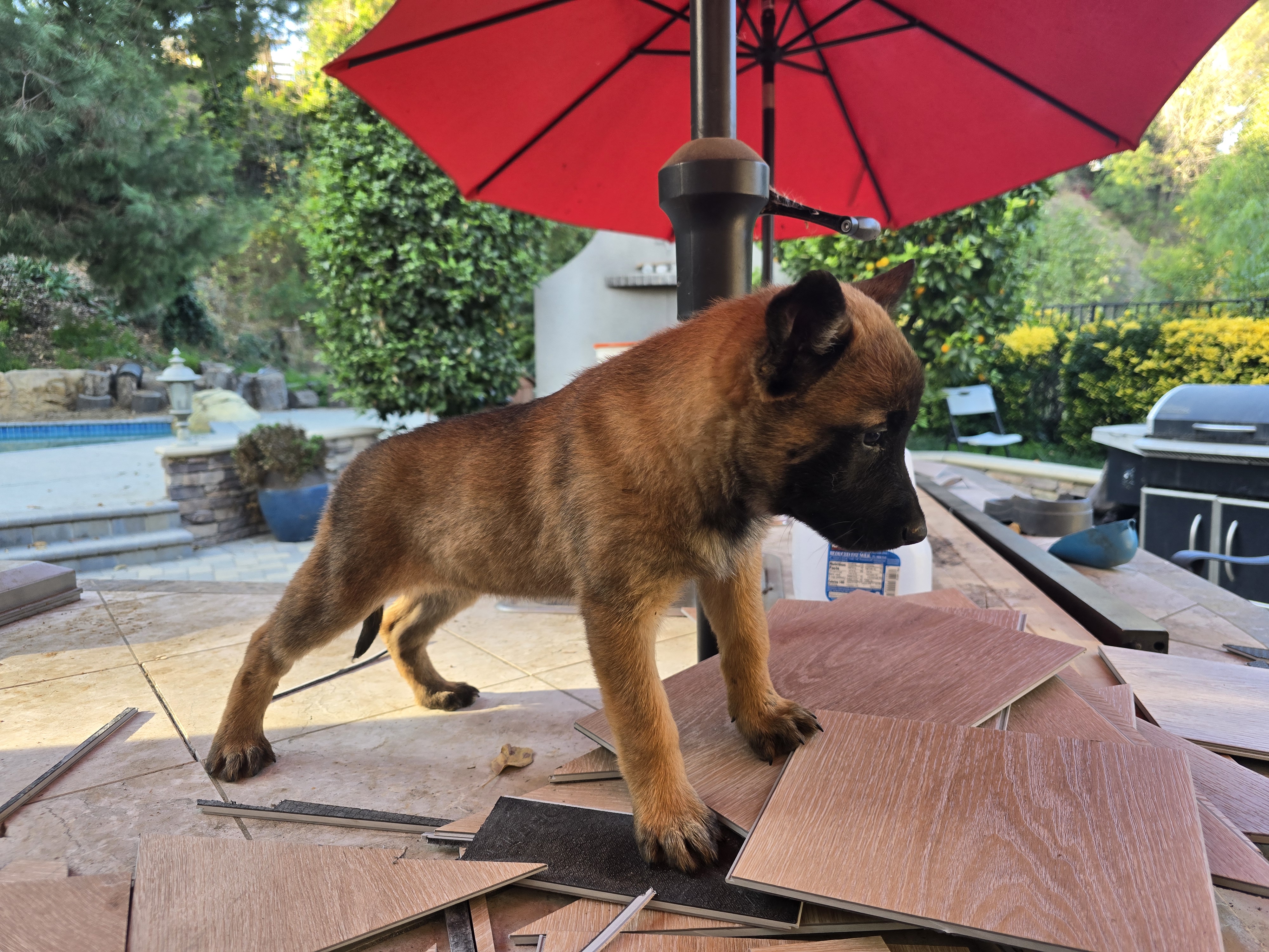 Belgian Malinois Puppies