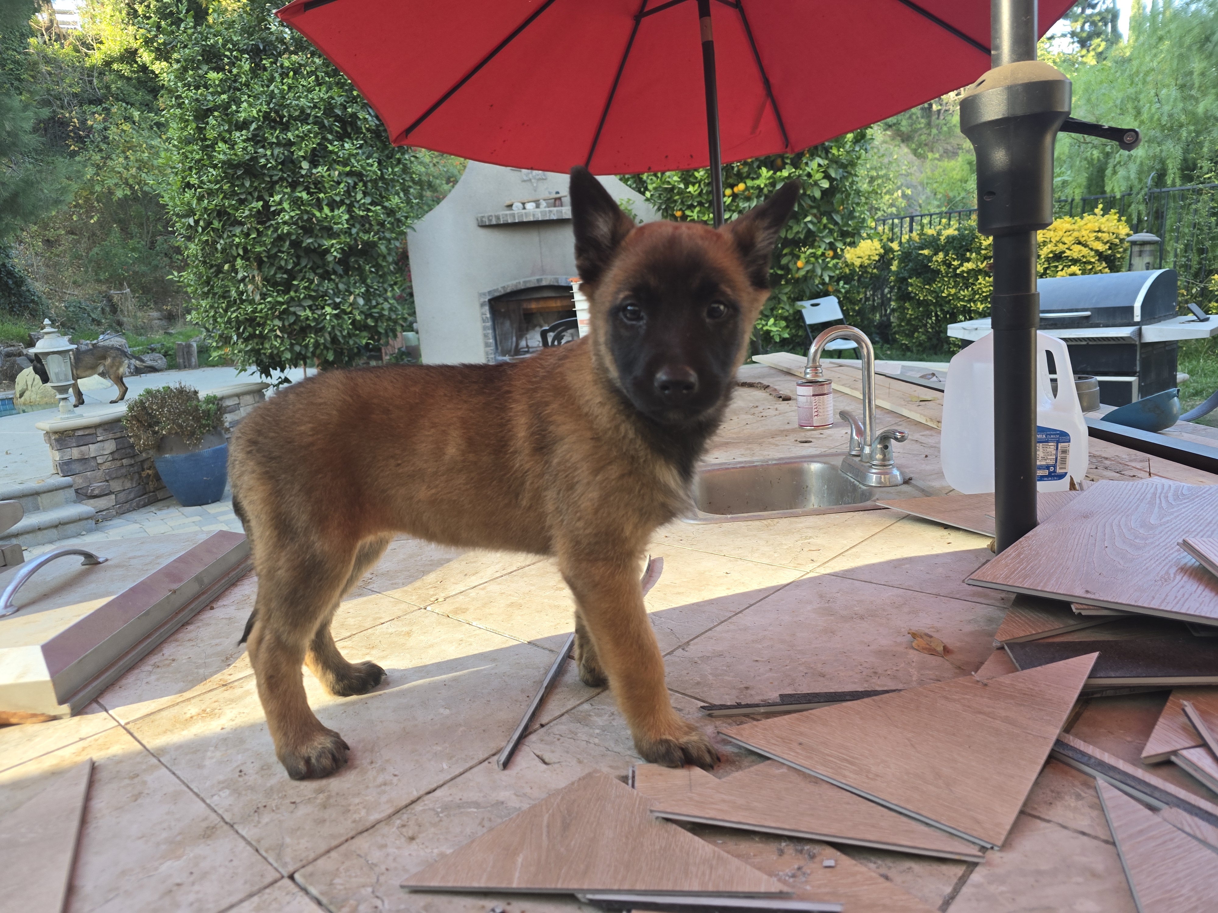 Belgian Malinois Puppies