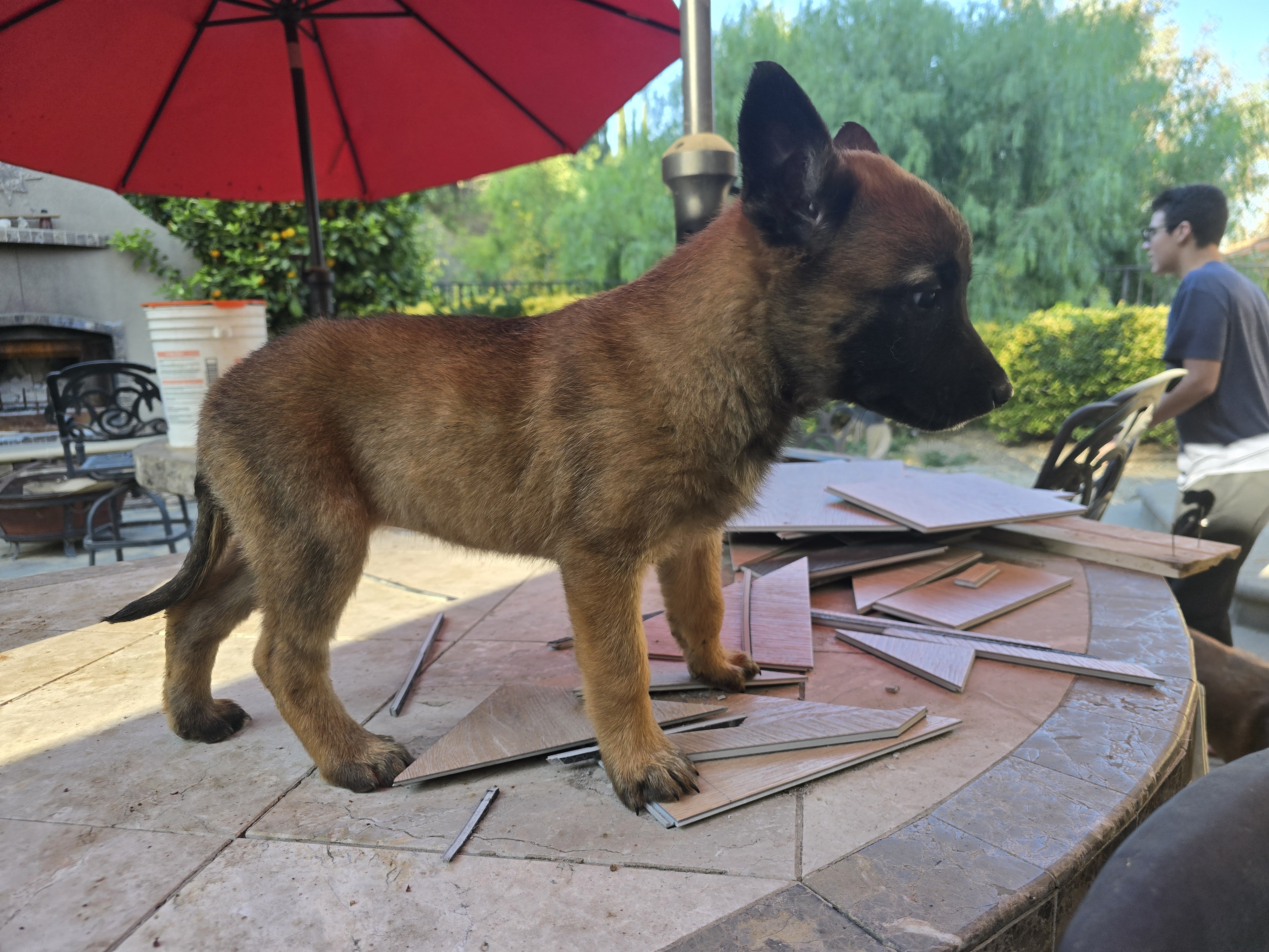 Belgian Malinois Puppies