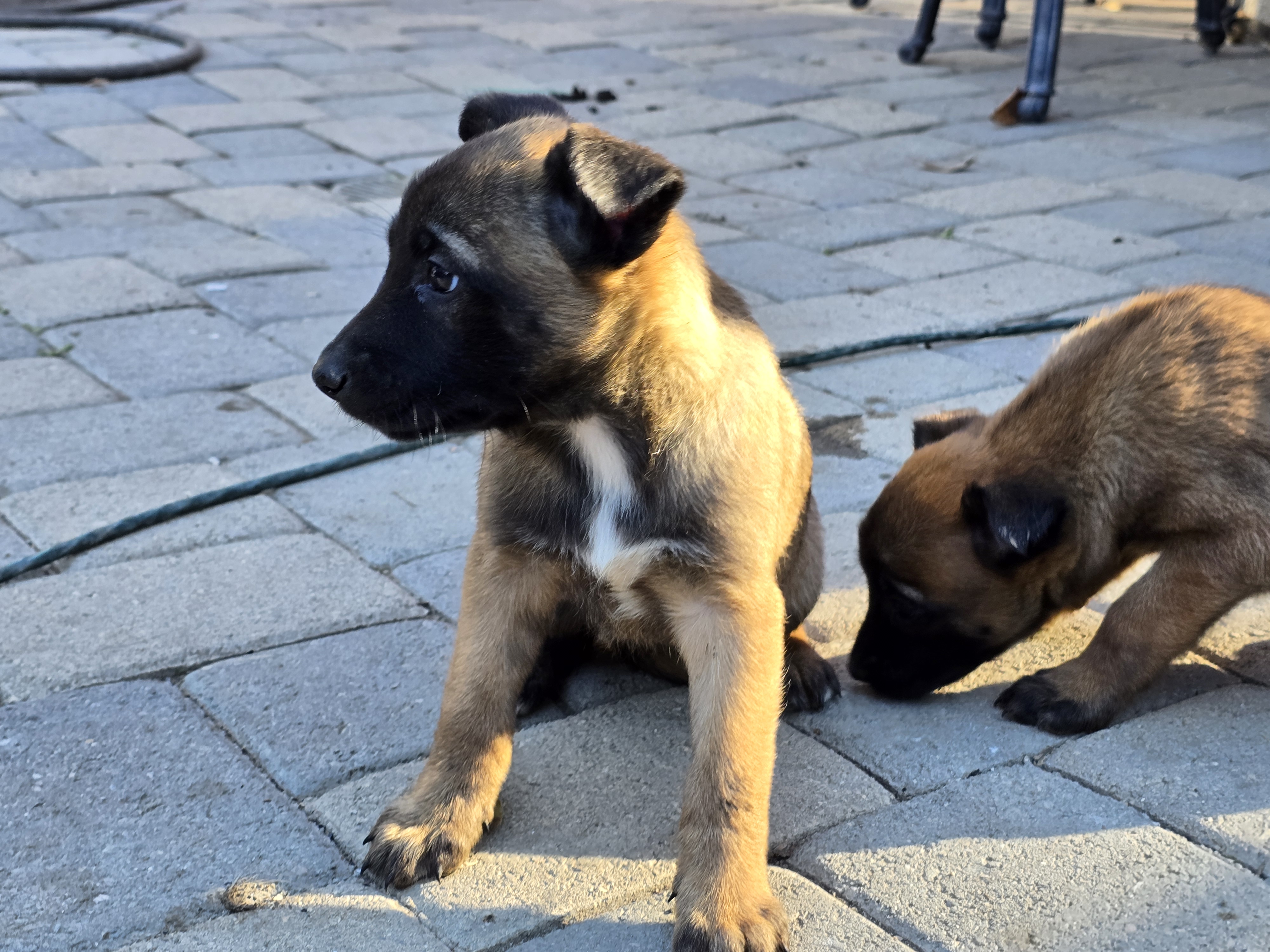 Belgian Malinois Puppies