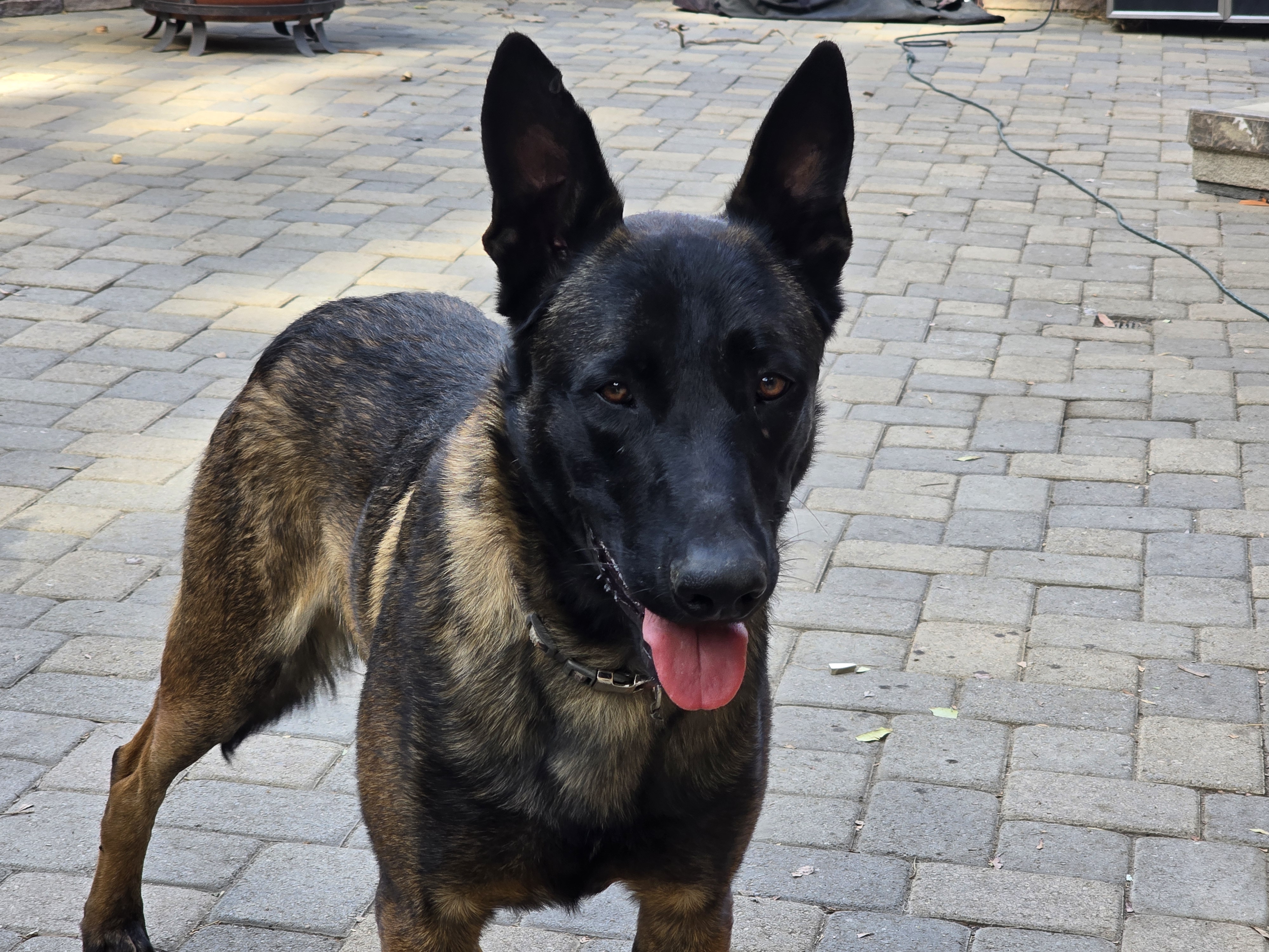 Belgian Malinois Puppies