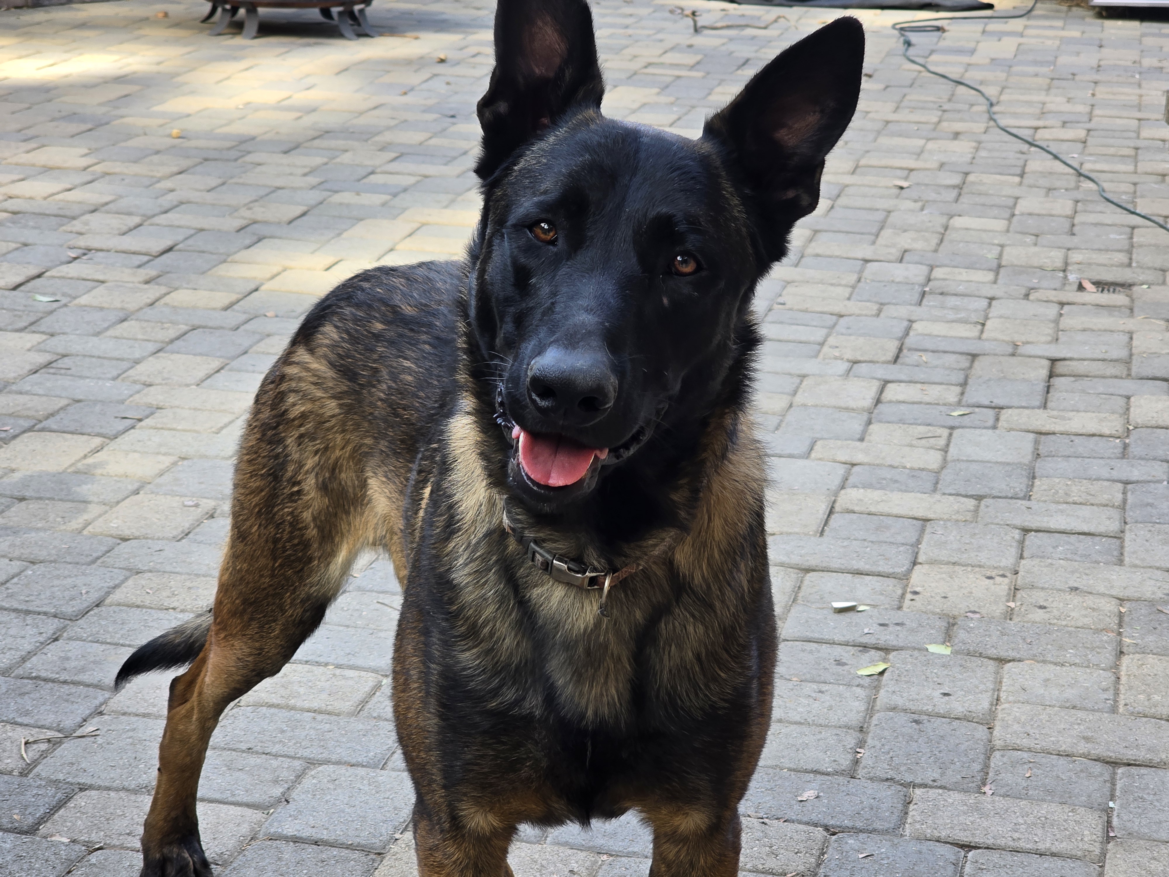 Belgian Malinois Puppies