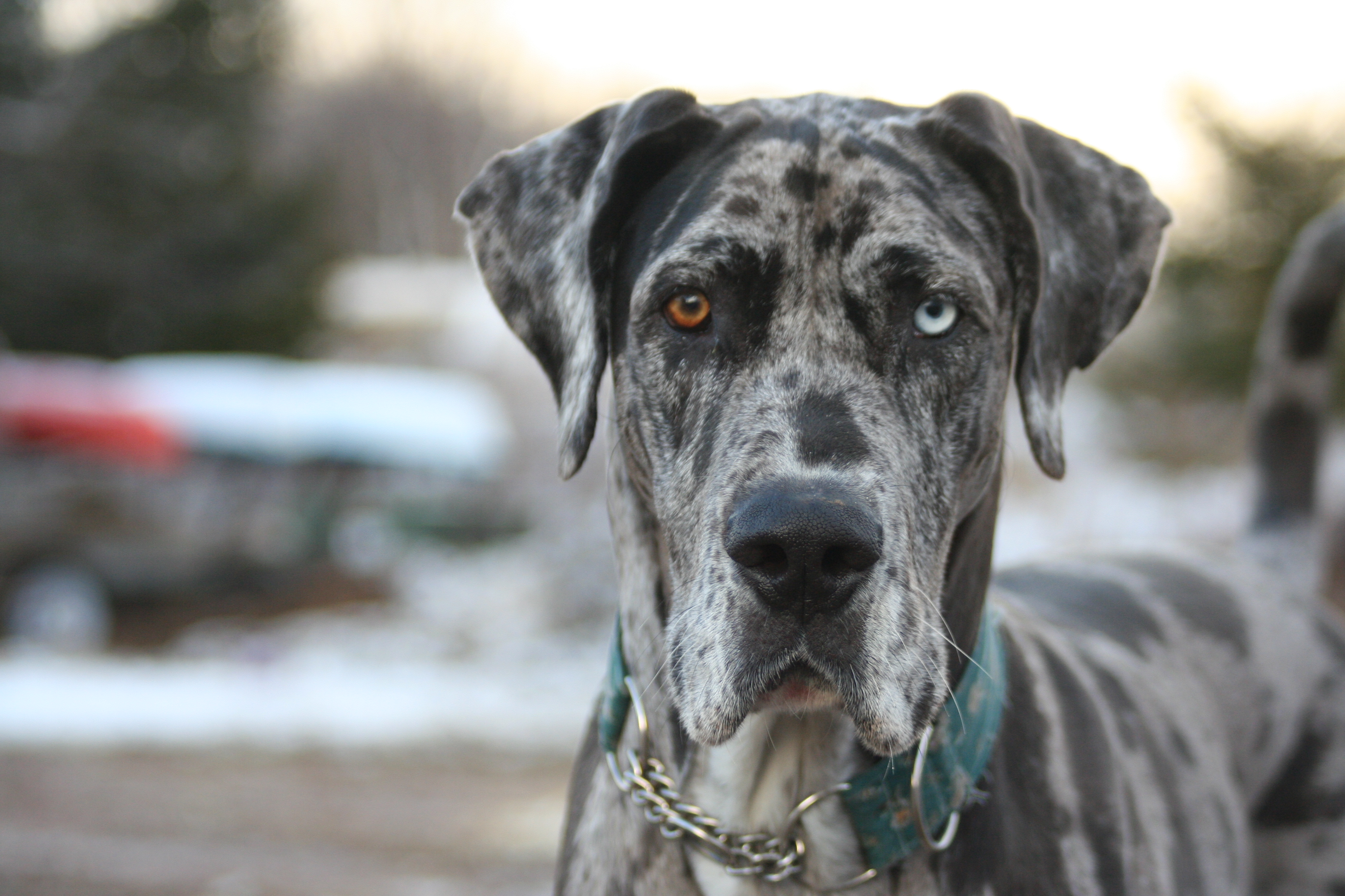 PennySaver Great Dane Puppies October 2018 in Shawano