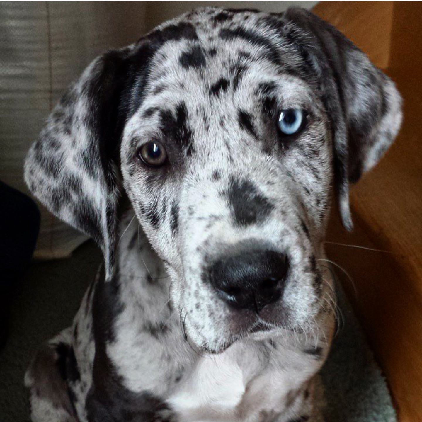 PennySaver Great Dane Puppies October 2018 in Shawano
