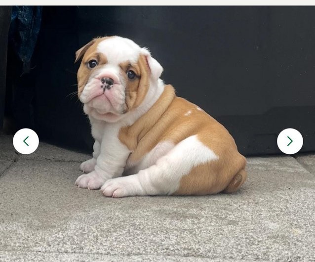 Glorious**Bulldog**Pups**Avail