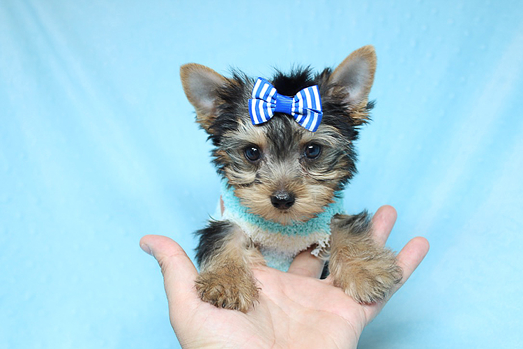 Pennysaver Tiny Teacup Toy Puppies Yorkie Maltese Shih Tzu