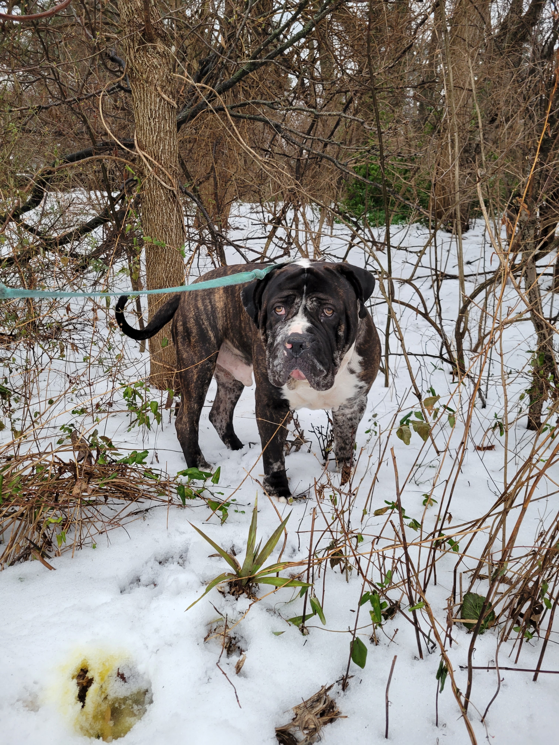 2 year Old Merle Bandog Mastiff