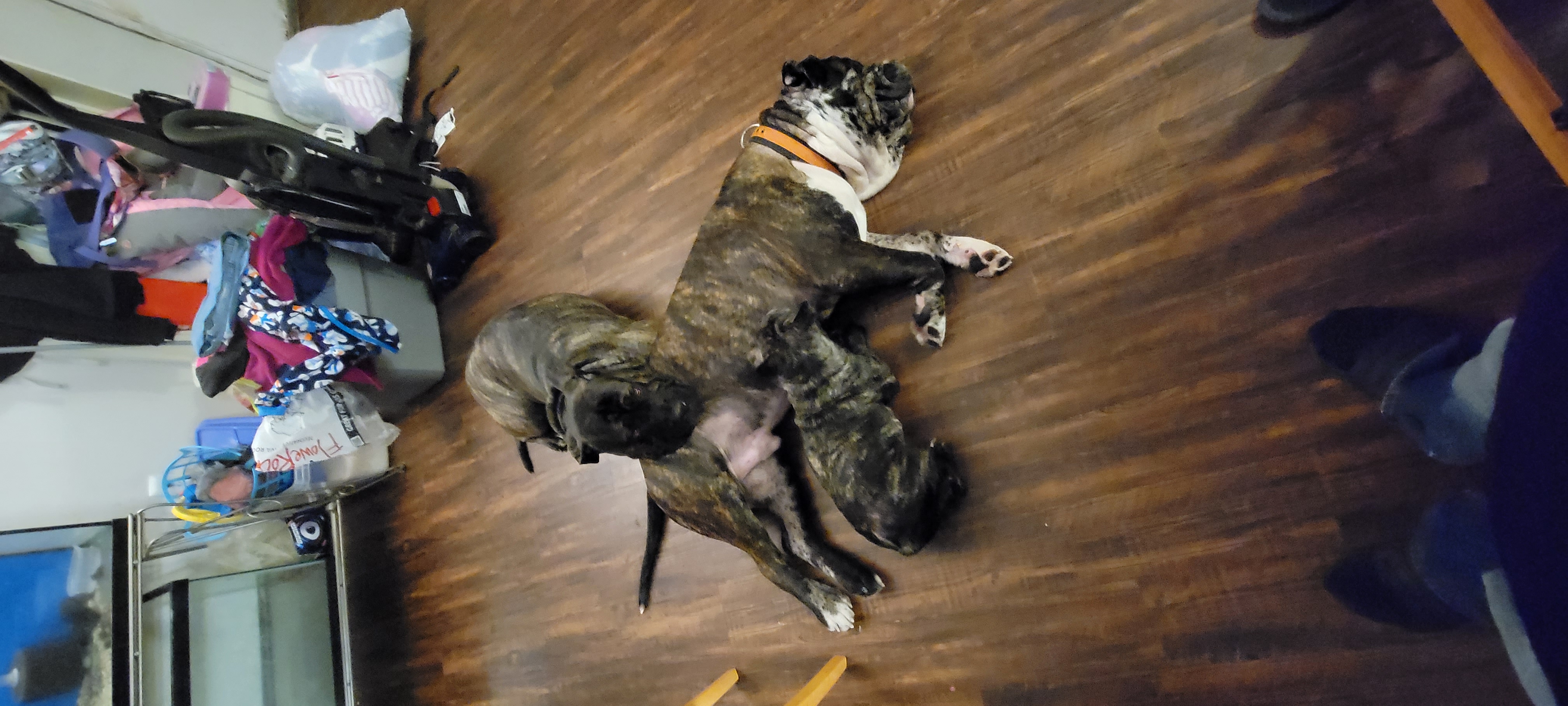 2 year Old Merle Bandog Mastiff