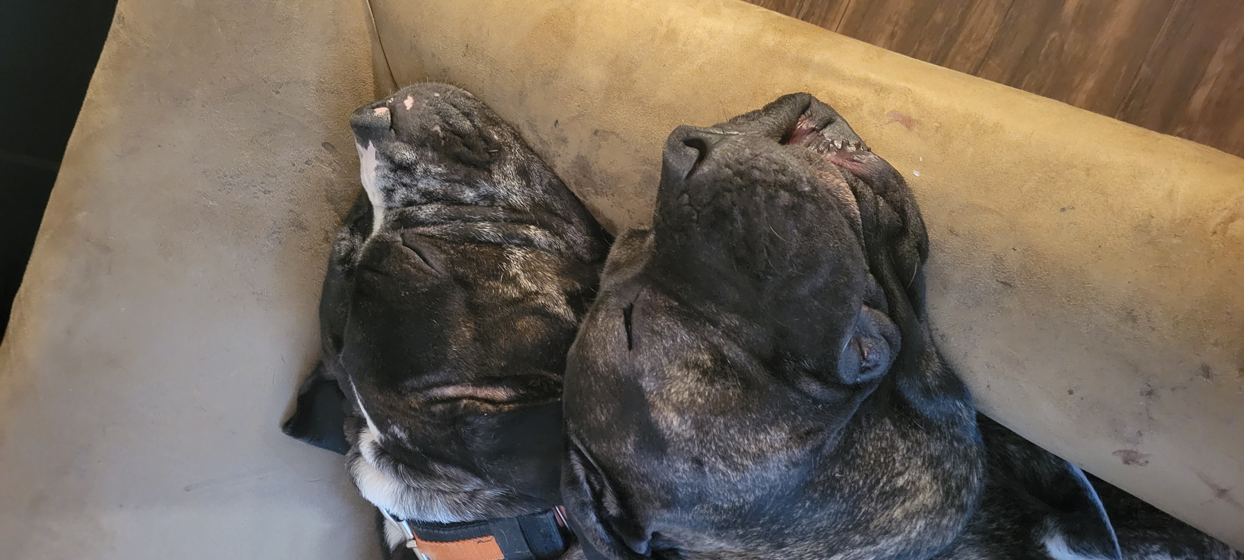 2 year Old Merle Bandog Mastiff