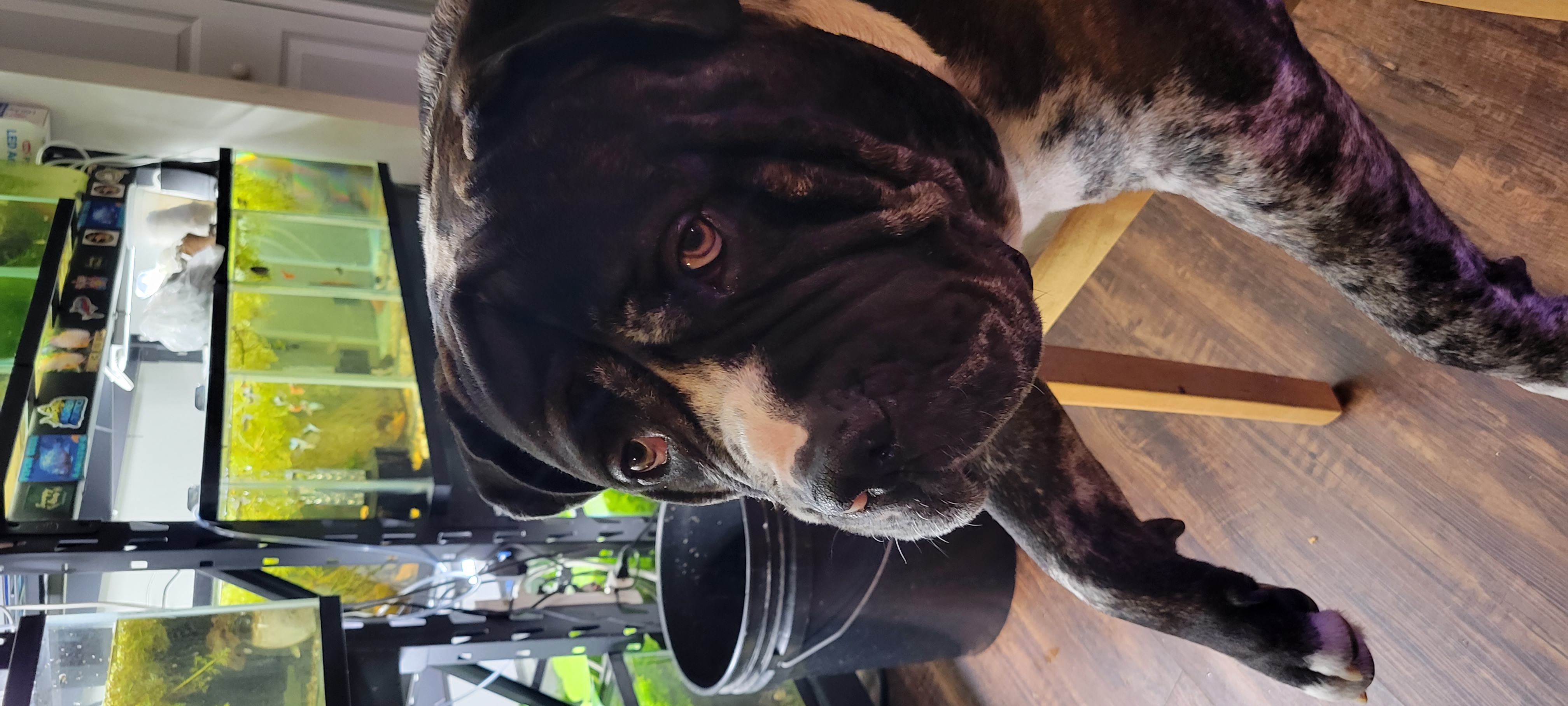 2 year Old Merle Bandog Mastiff