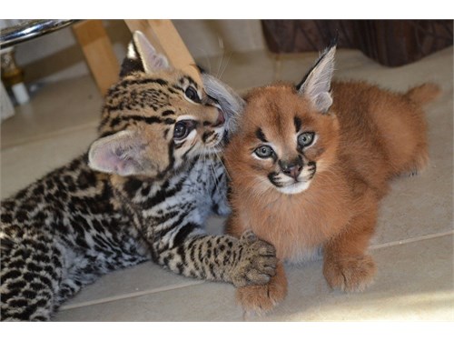 Caracal and Ocelot kitten available