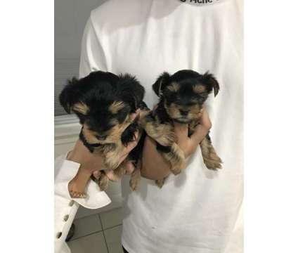 TEACUP YORKSHIRE PUPPIES