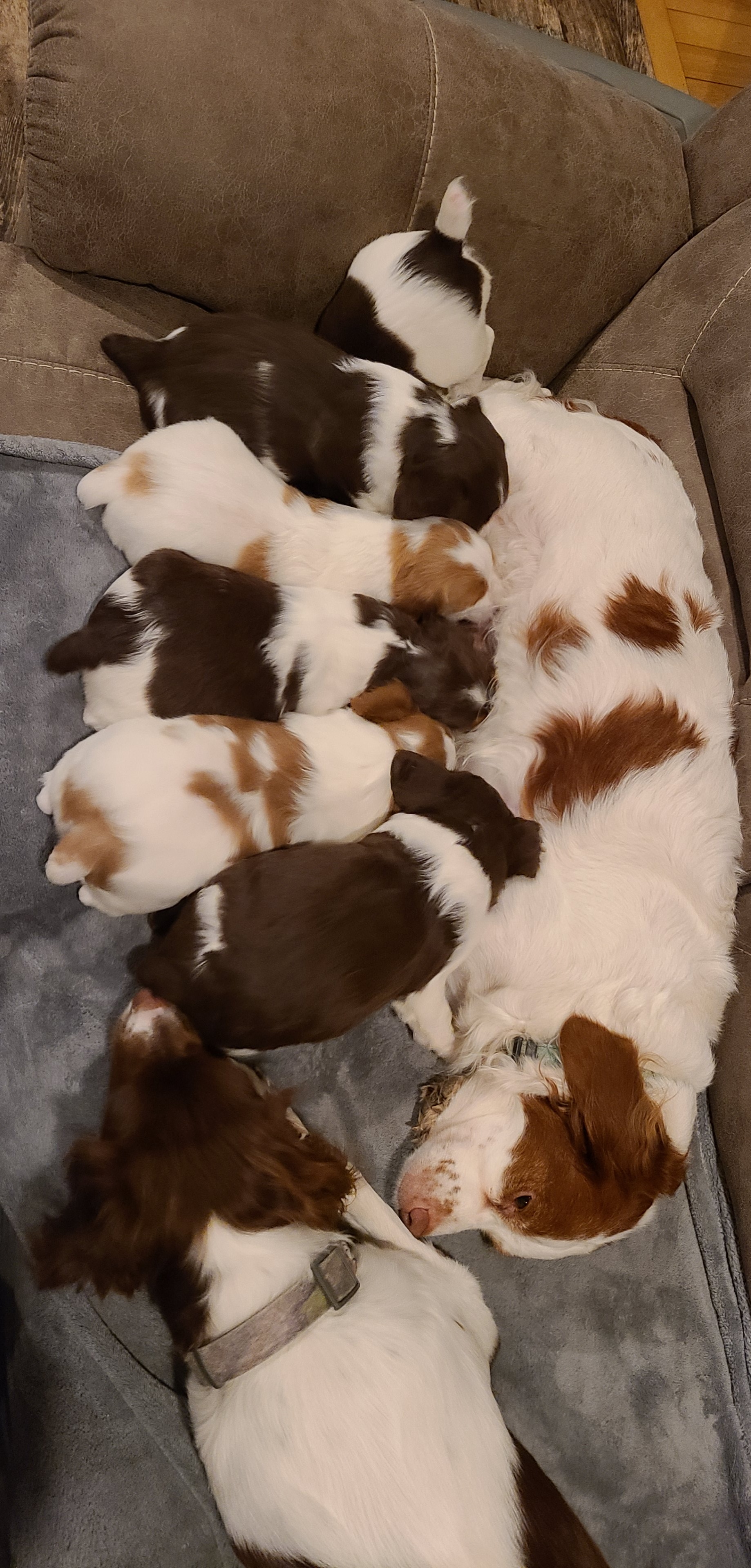 Brittany Spaniel Puppies For Sale