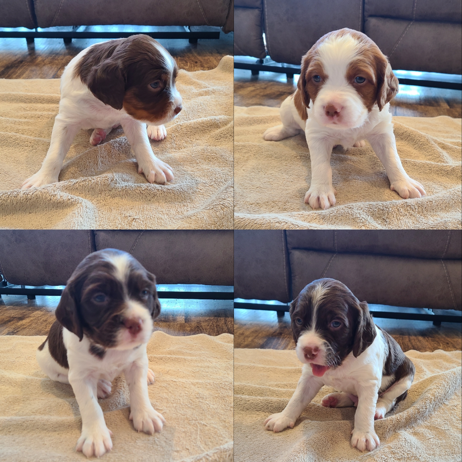 Brittany Spaniel Puppies For Sale