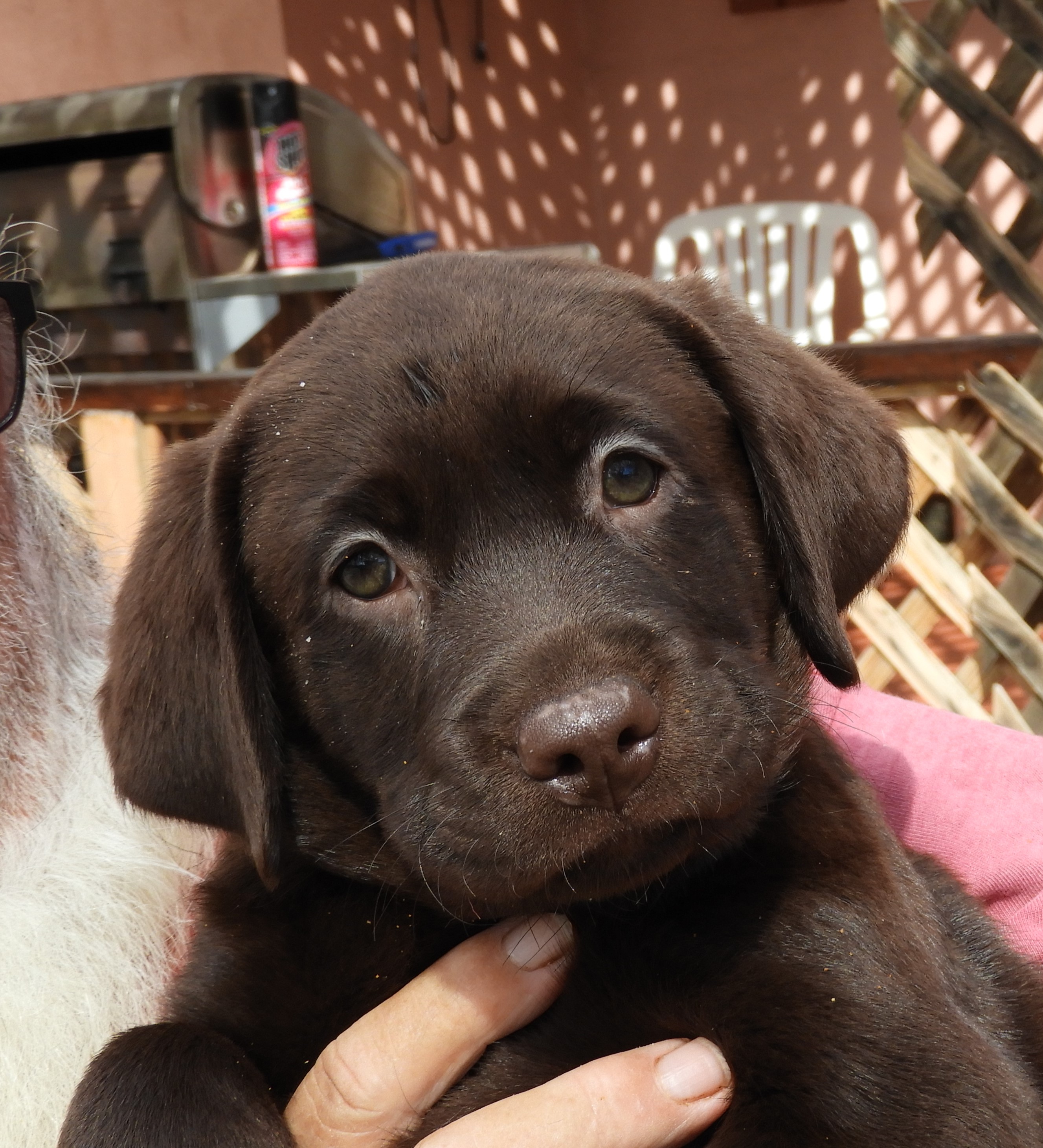 chocolate lab puppy breeders
