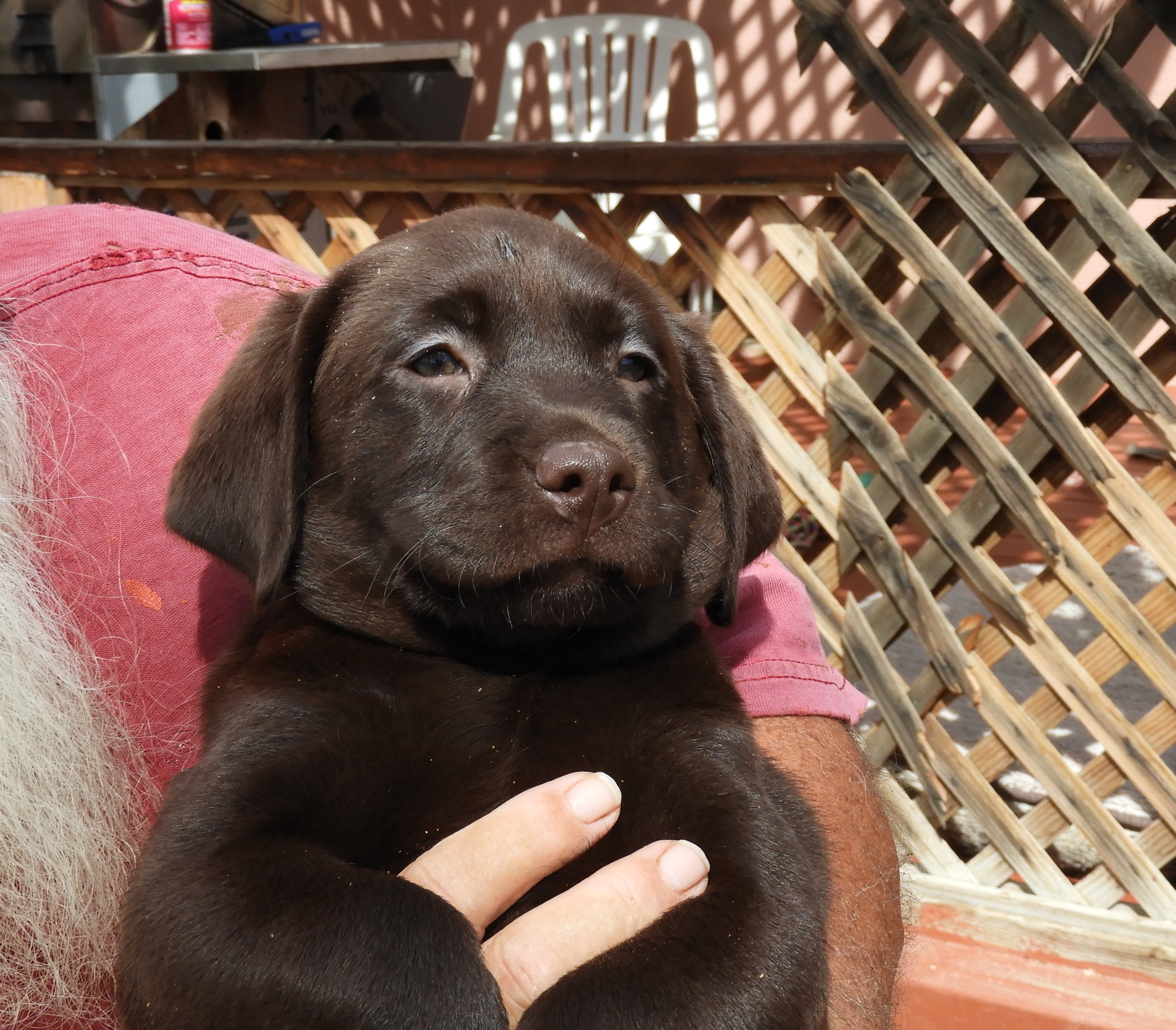 akc chocolate lab puppies