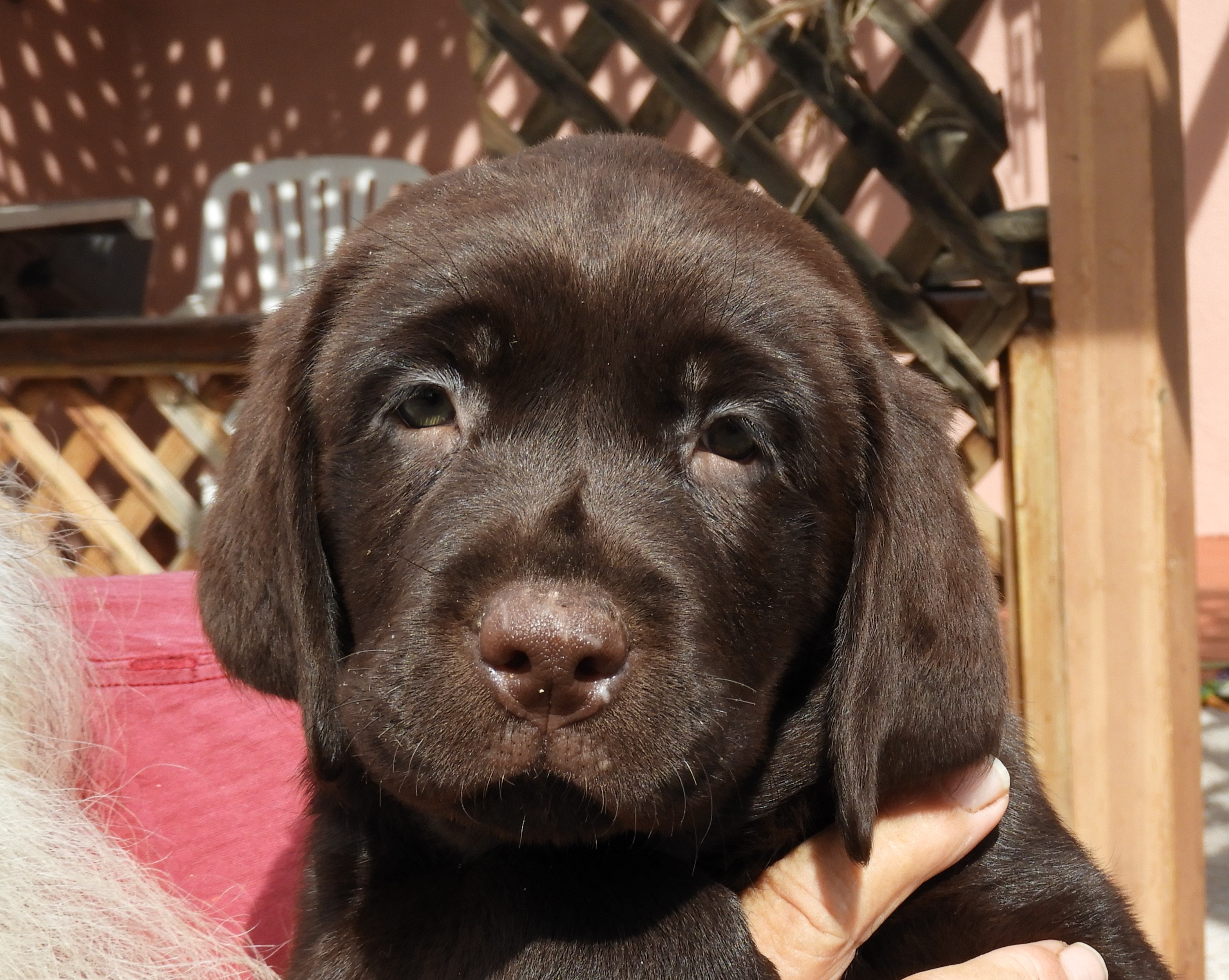 akc chocolate lab puppies