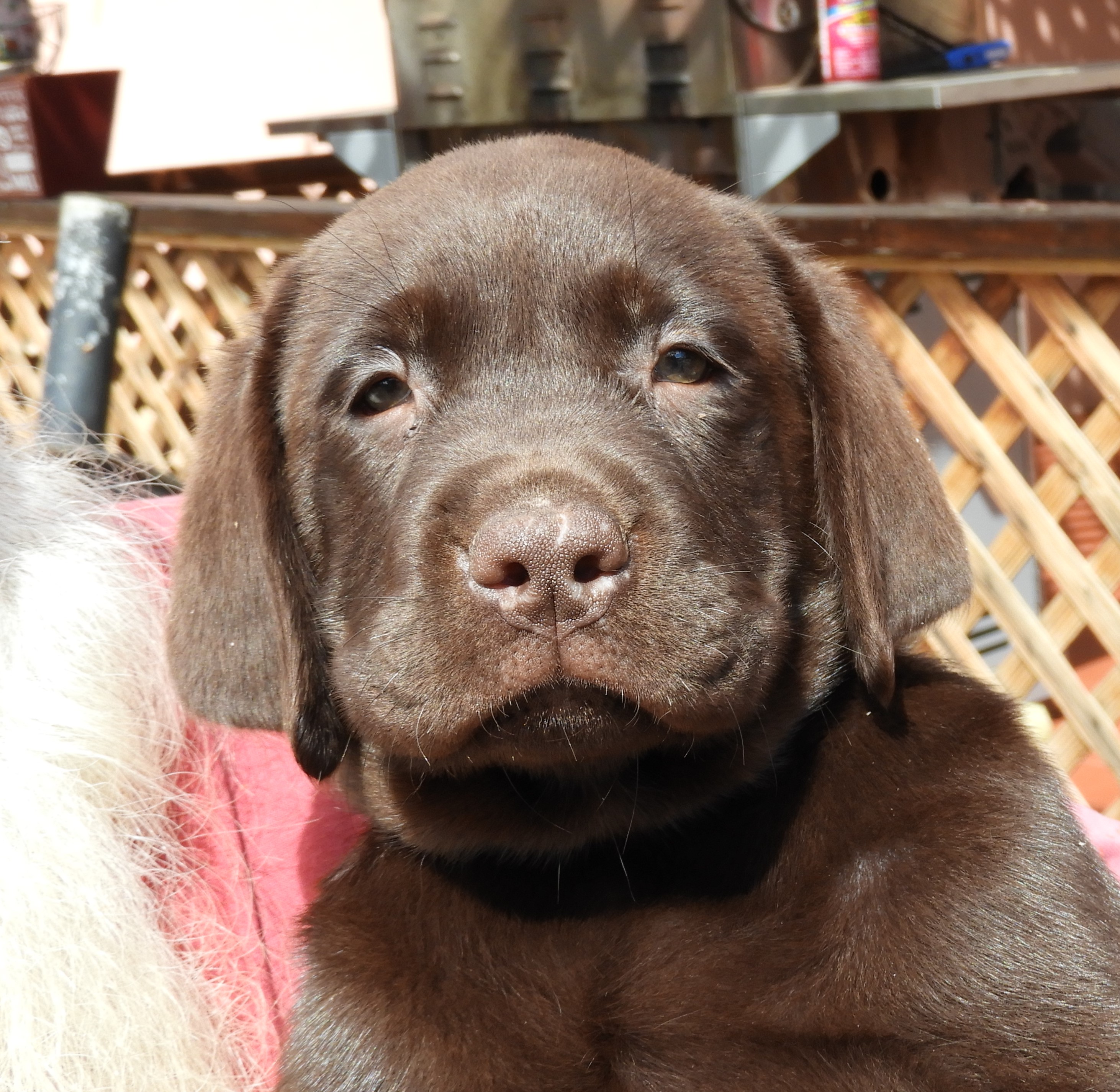 akc chocolate lab puppies
