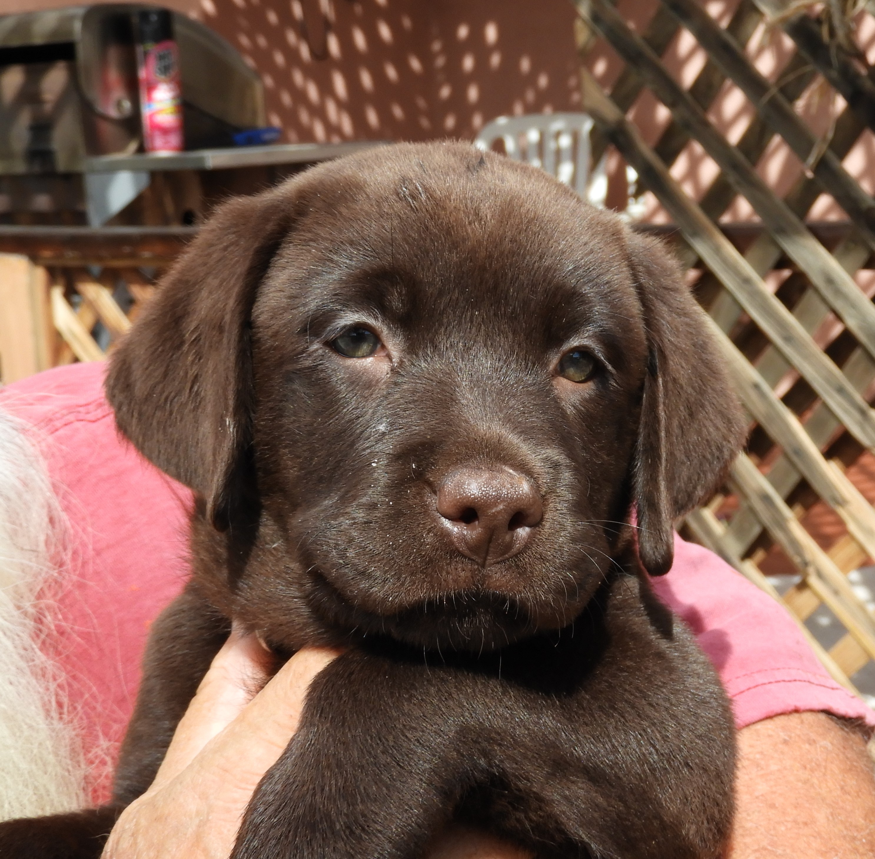 akc chocolate lab puppies