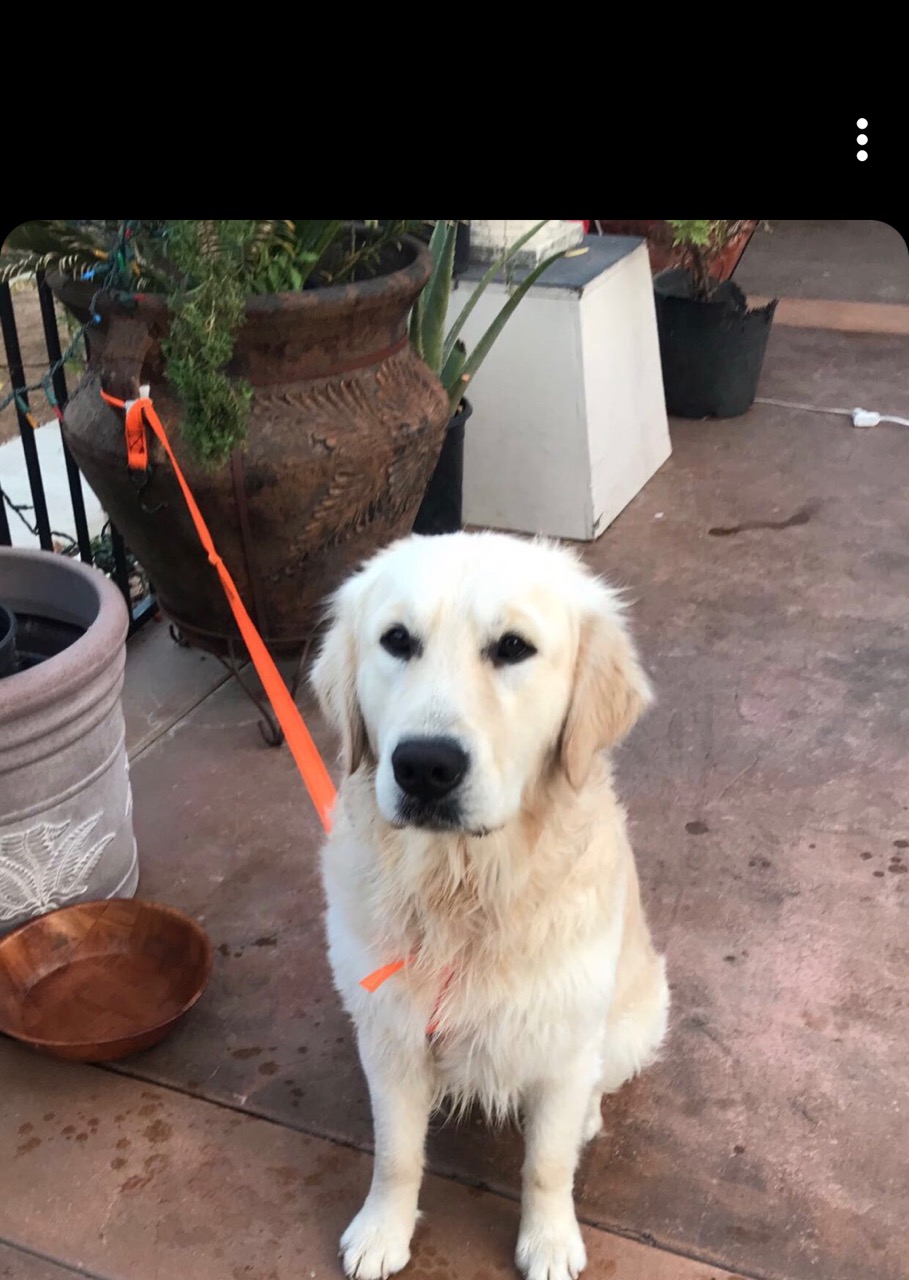 PennySaver | Golden Retriever Puppies in Riverside ...