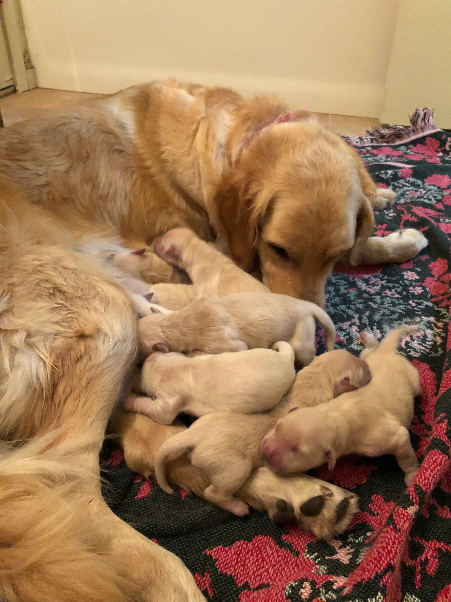 PennySaver | Golden Retriever Puppies in Riverside ...