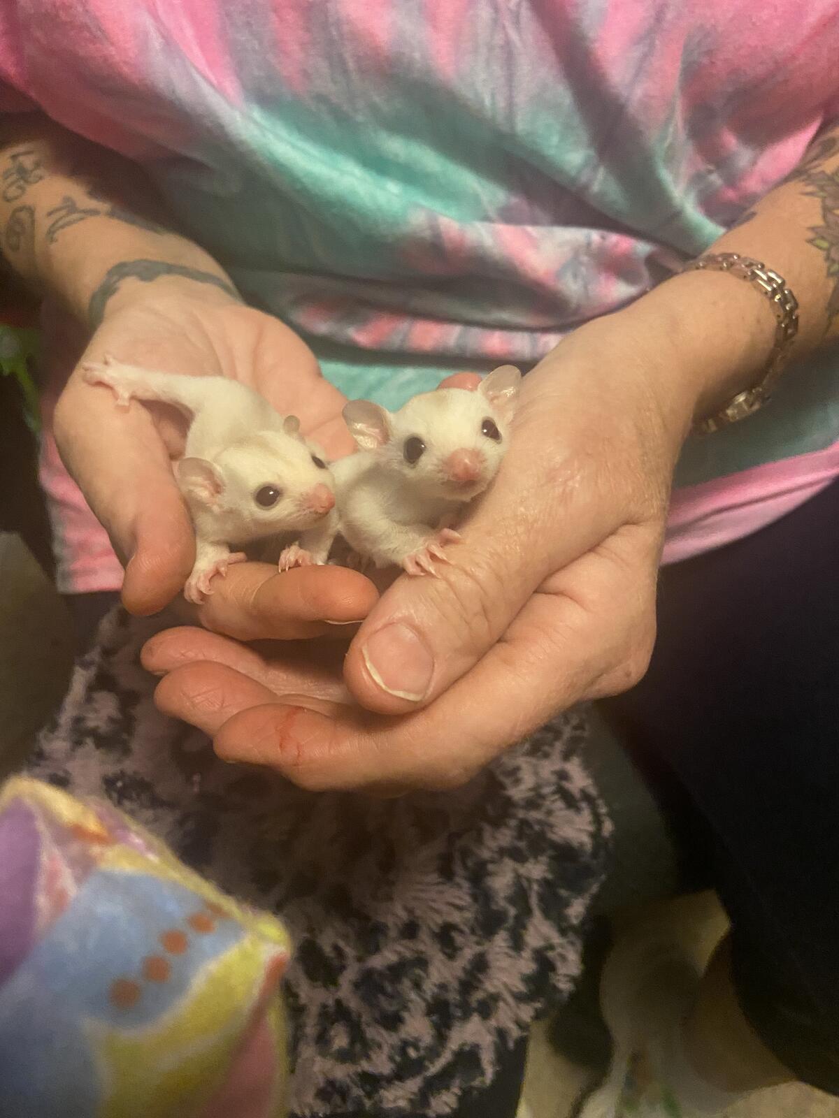 Two Pair Sugar Glider