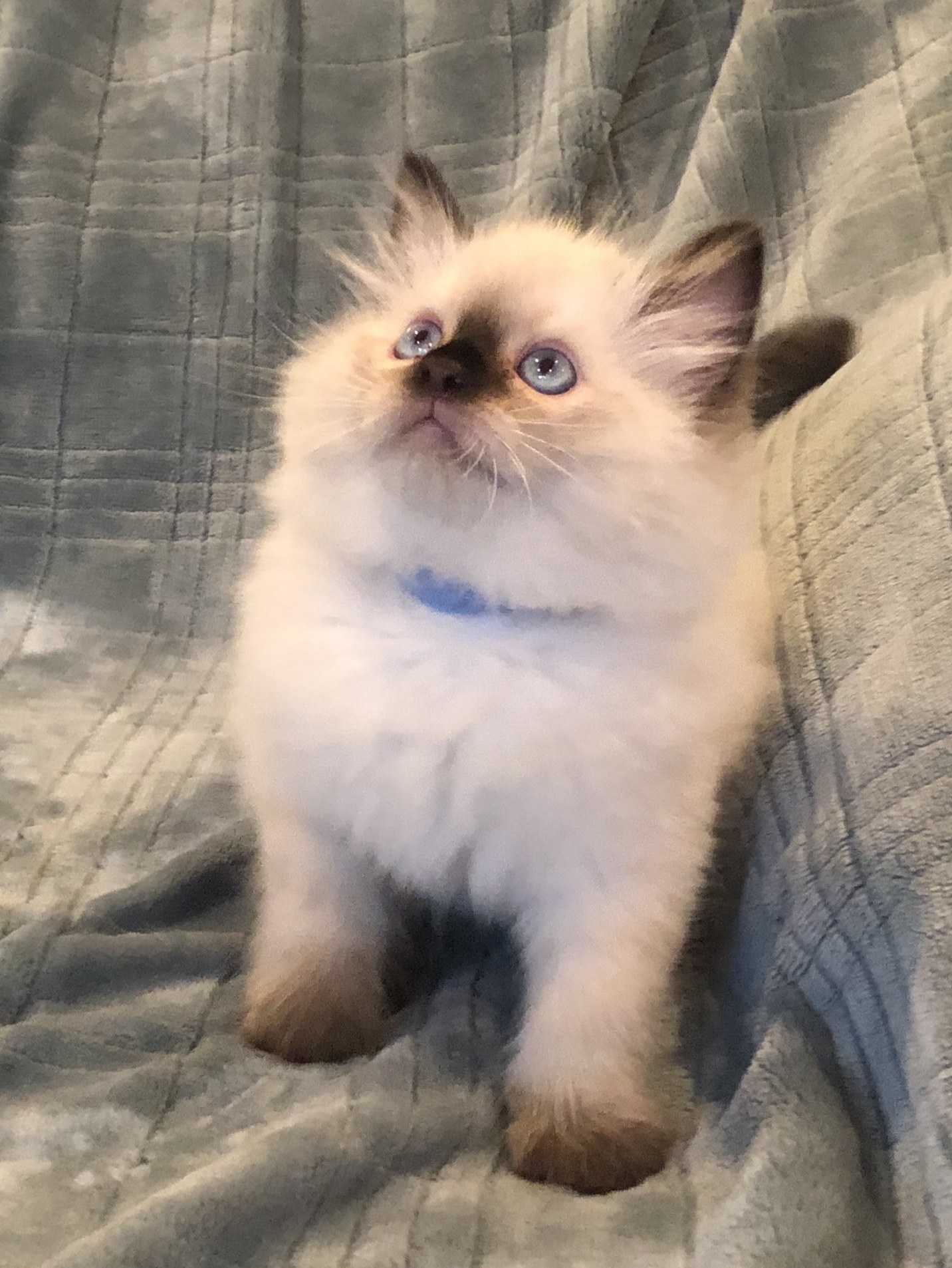 kiki ragdoll cat