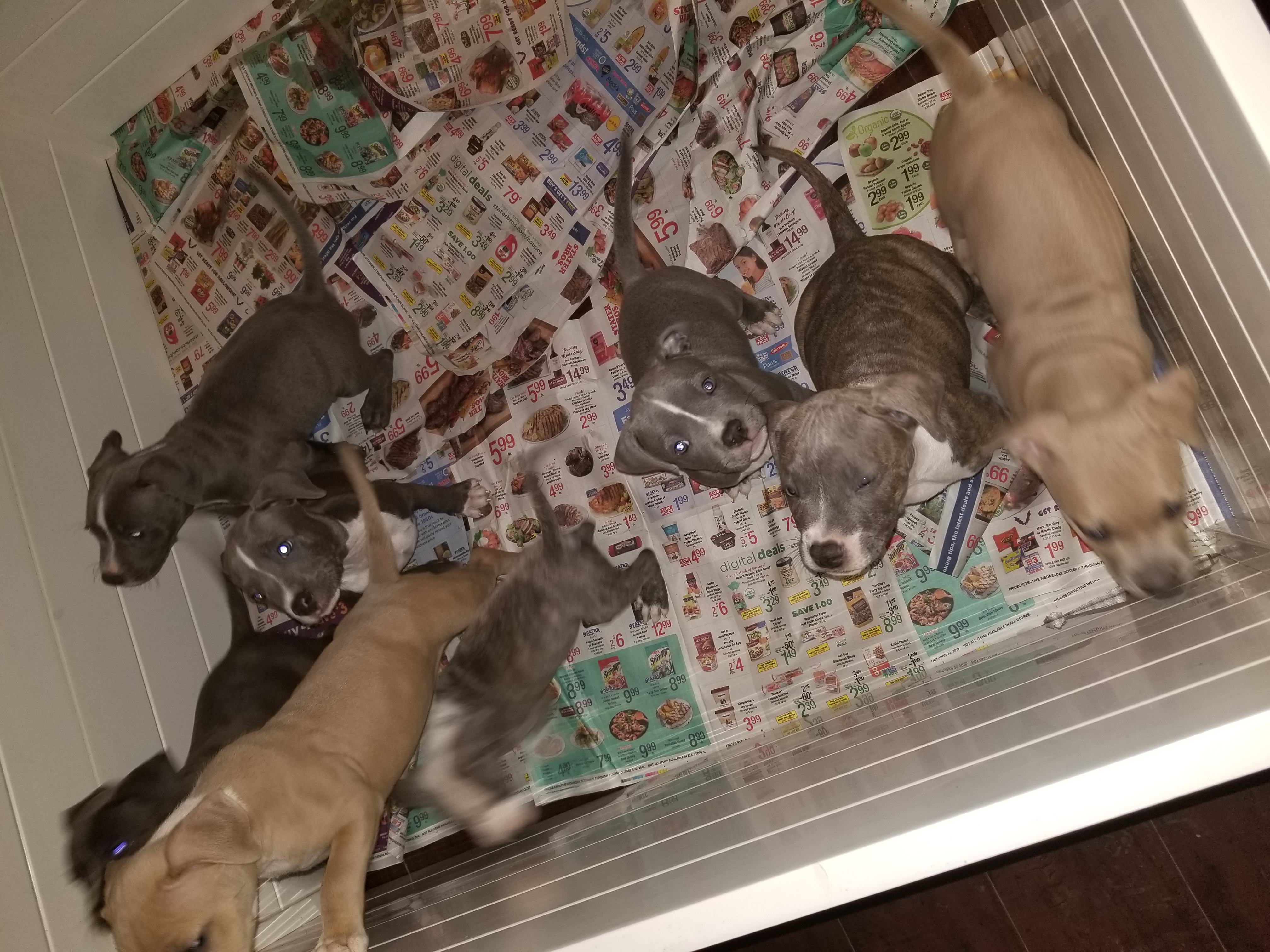 blue nose pitbull puppies