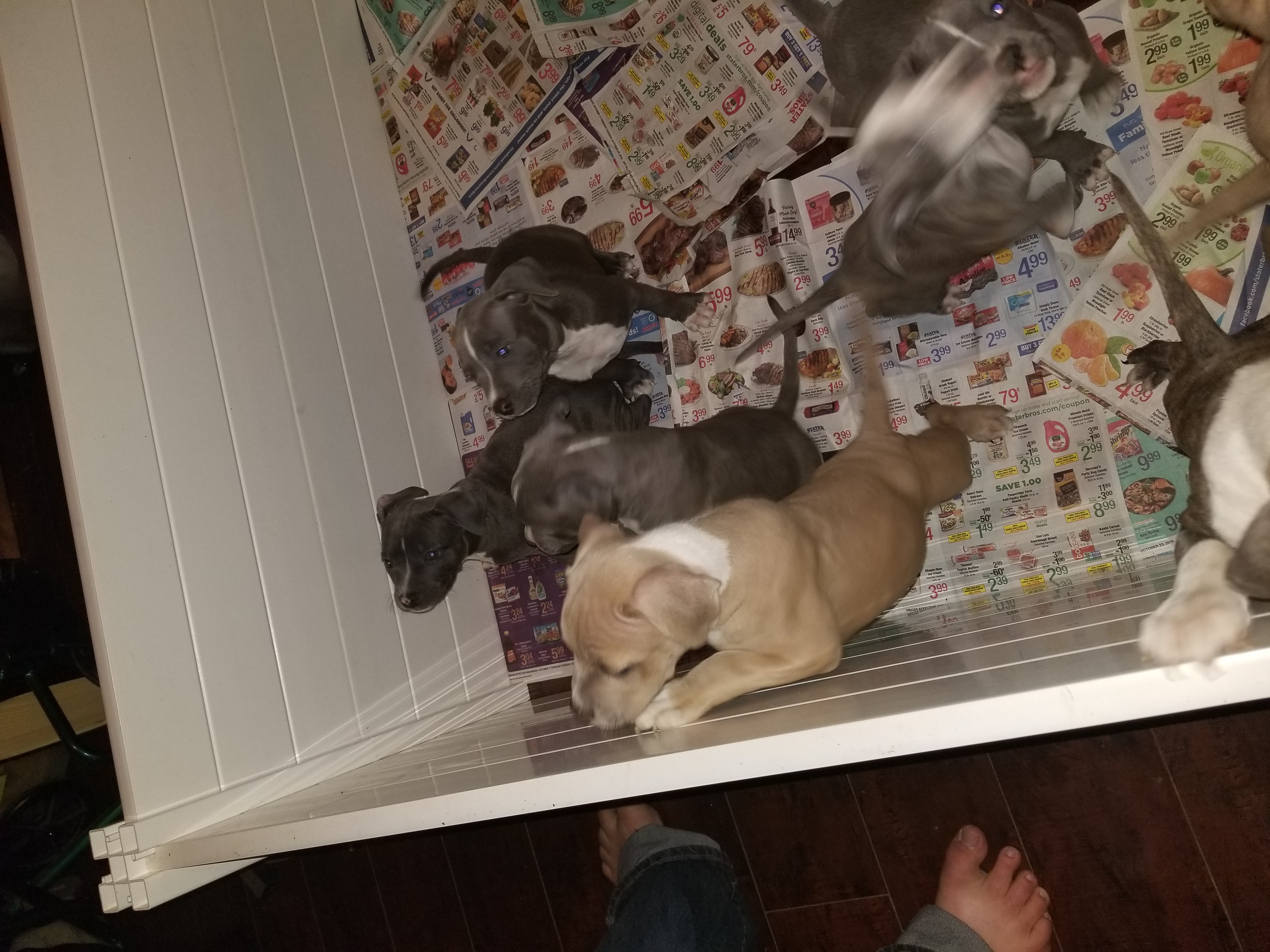 blue nose pitbull puppies