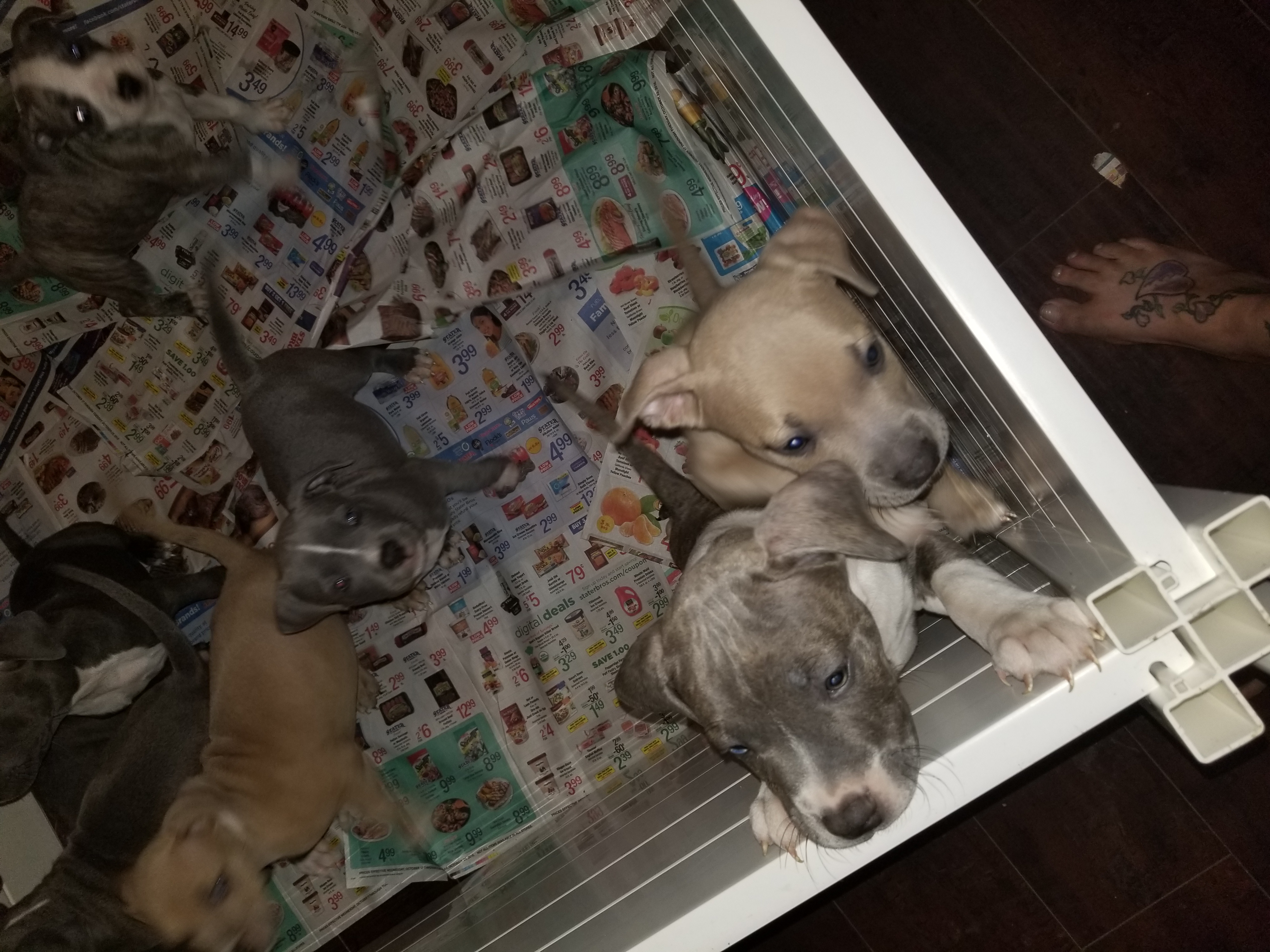 blue nose pitbull puppies
