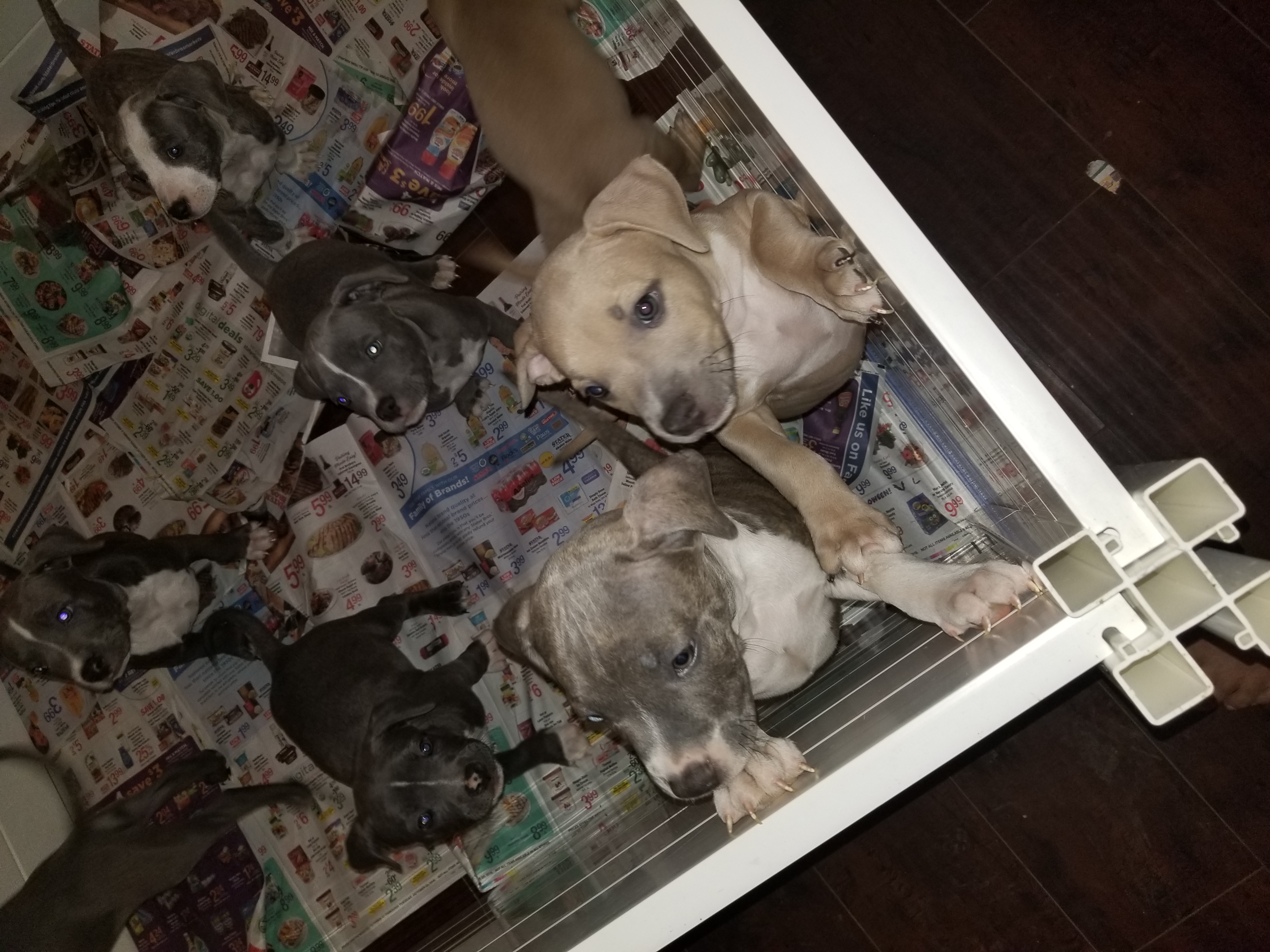 blue nose pitbull puppies