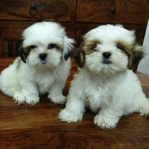 Pennysaver Charming Shih Tzu Puppies In Saint Joseph Indiana Usa