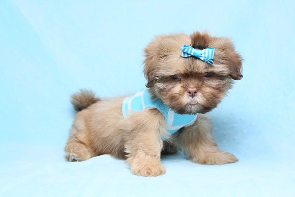 Cute Adorable Teacup size Shih Tzu Puppies For Sale in Las Vegas! Financing and Shipping Available!