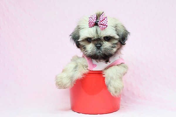 Cute Adorable Teacup size Shih Tzu Puppies For Sale in Las Vegas! Financing and Shipping Available!
