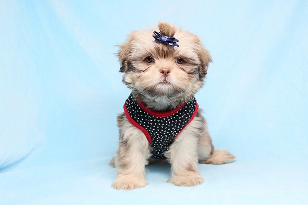 Cute Adorable Teacup size Shih Tzu Puppies For Sale in Las Vegas! Financing and Shipping Available!
