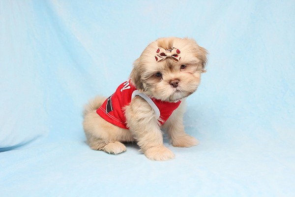 Cute Adorable Teacup size Shih Tzu Puppies For Sale in Las Vegas! Financing and Shipping Available!