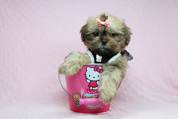 Cute Adorable Teacup size Shih Tzu Puppies For Sale in Las Vegas! Financing and Shipping Available!