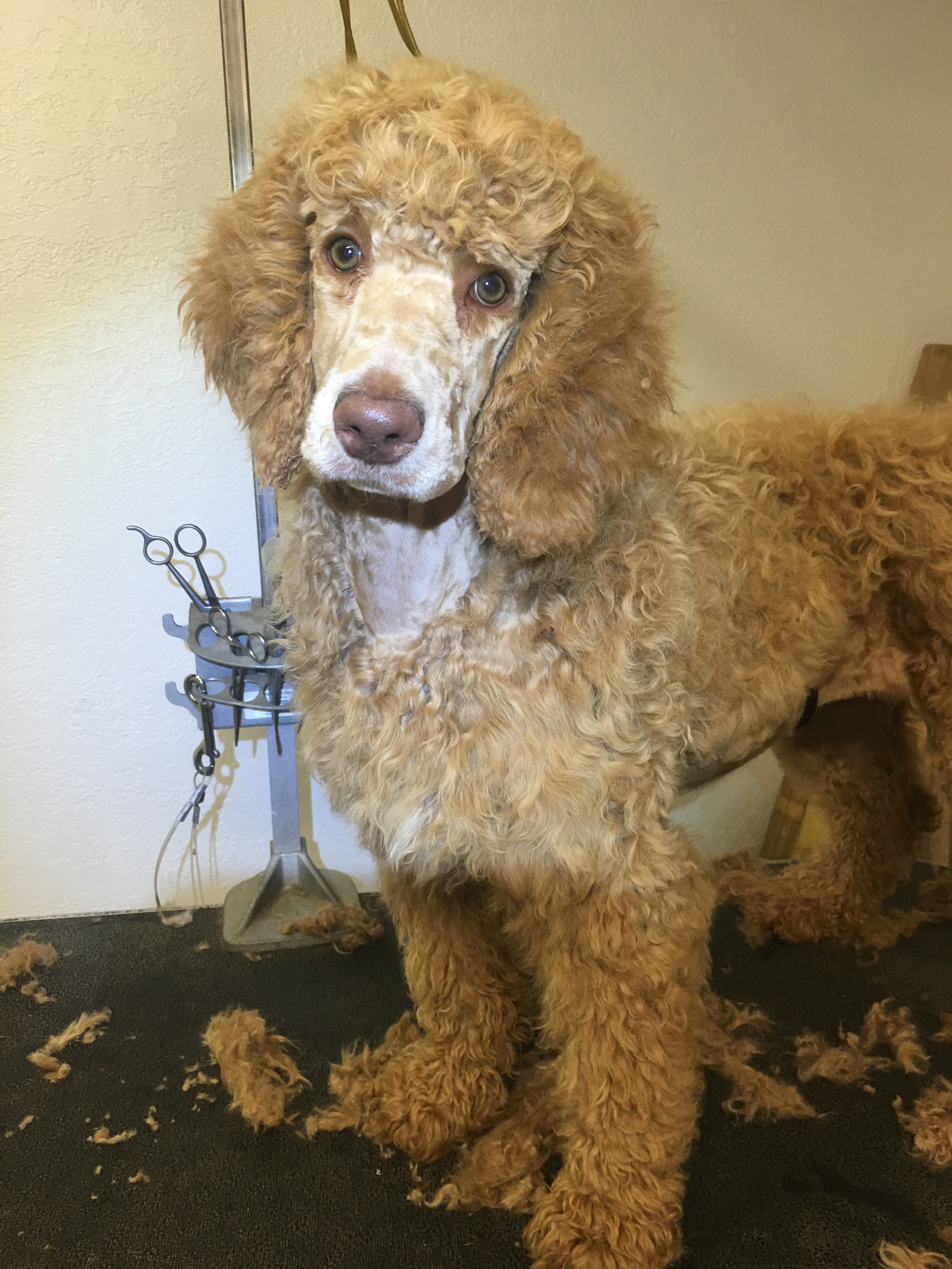 Craigslist Sacramento Pets