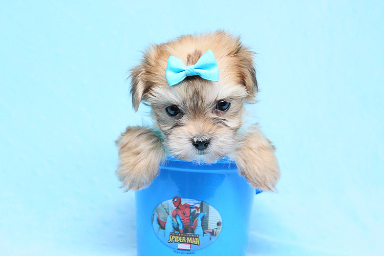 Boy With Luv - Teacup Morkie Puppy