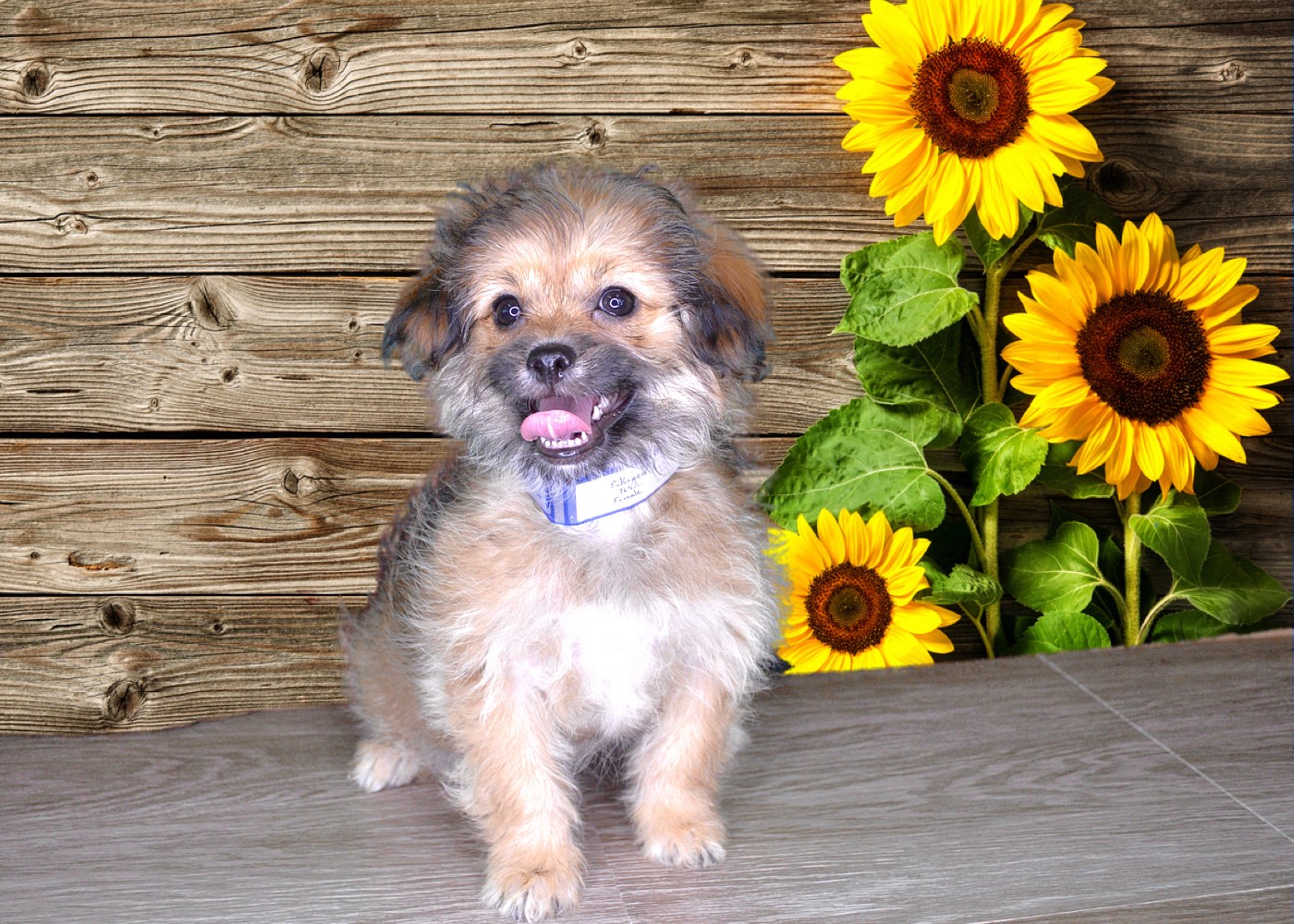 TAKE HOME THIS CUTE PUPPY TODAY !!!