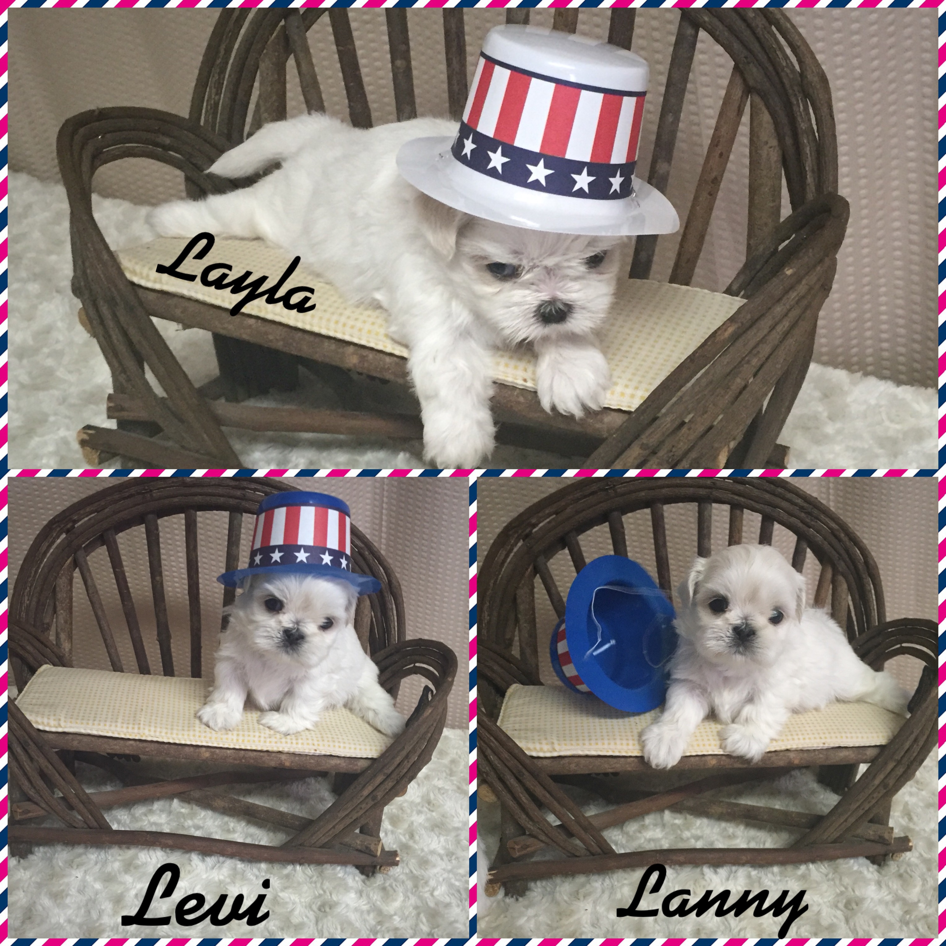 Teacup and Imperial Shih Tzu puppies